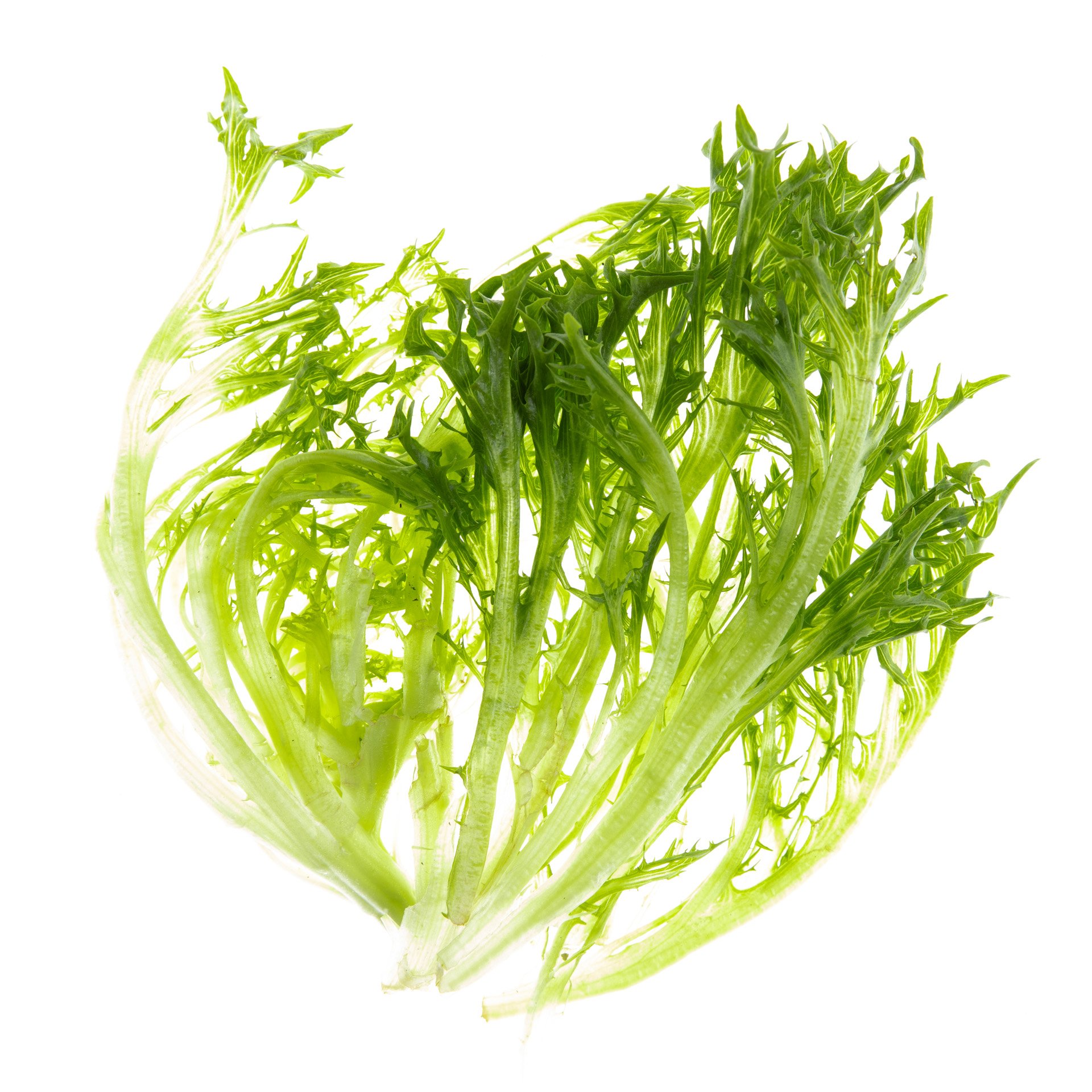 חסה בייבי צ'יק ירוק