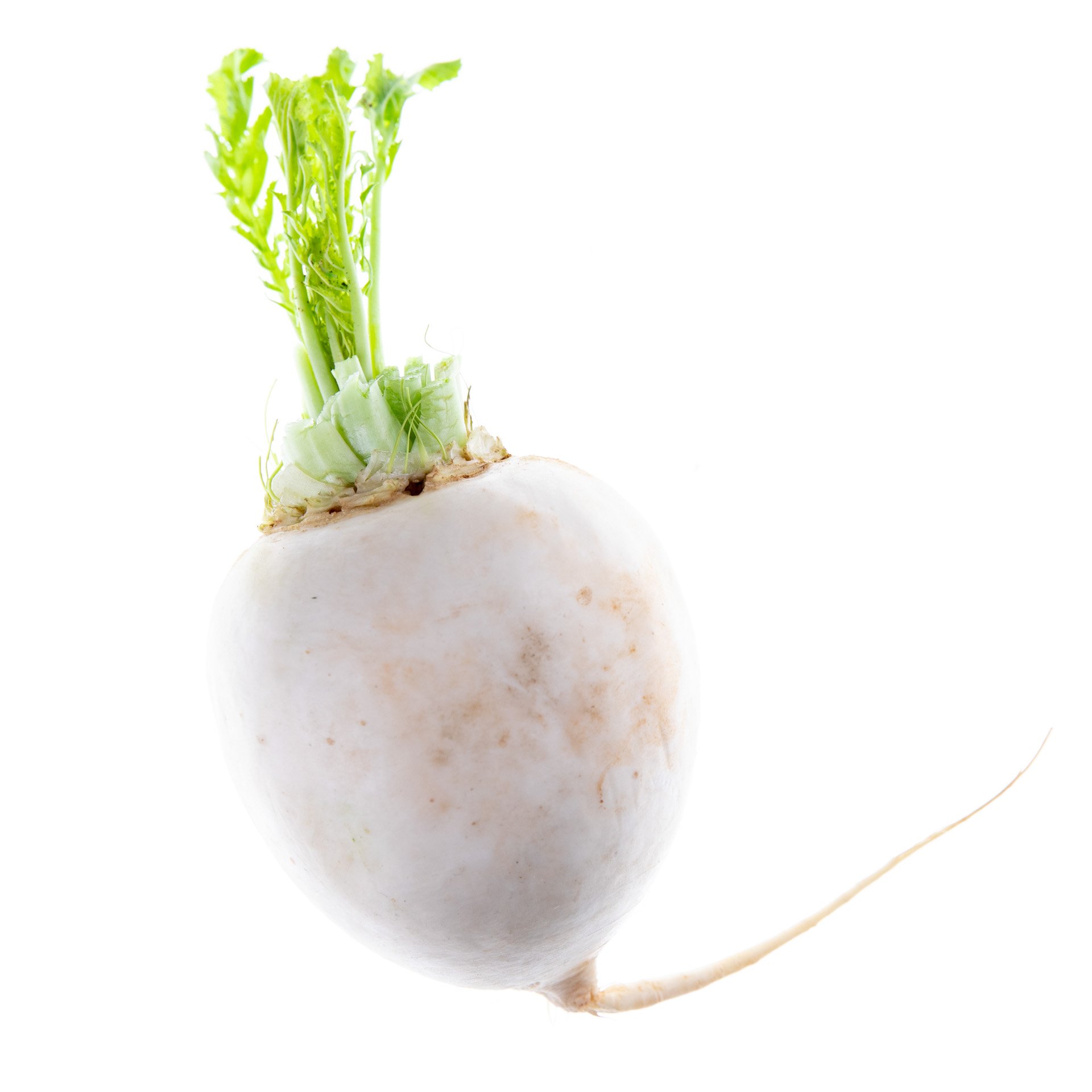 Round Daikon radish