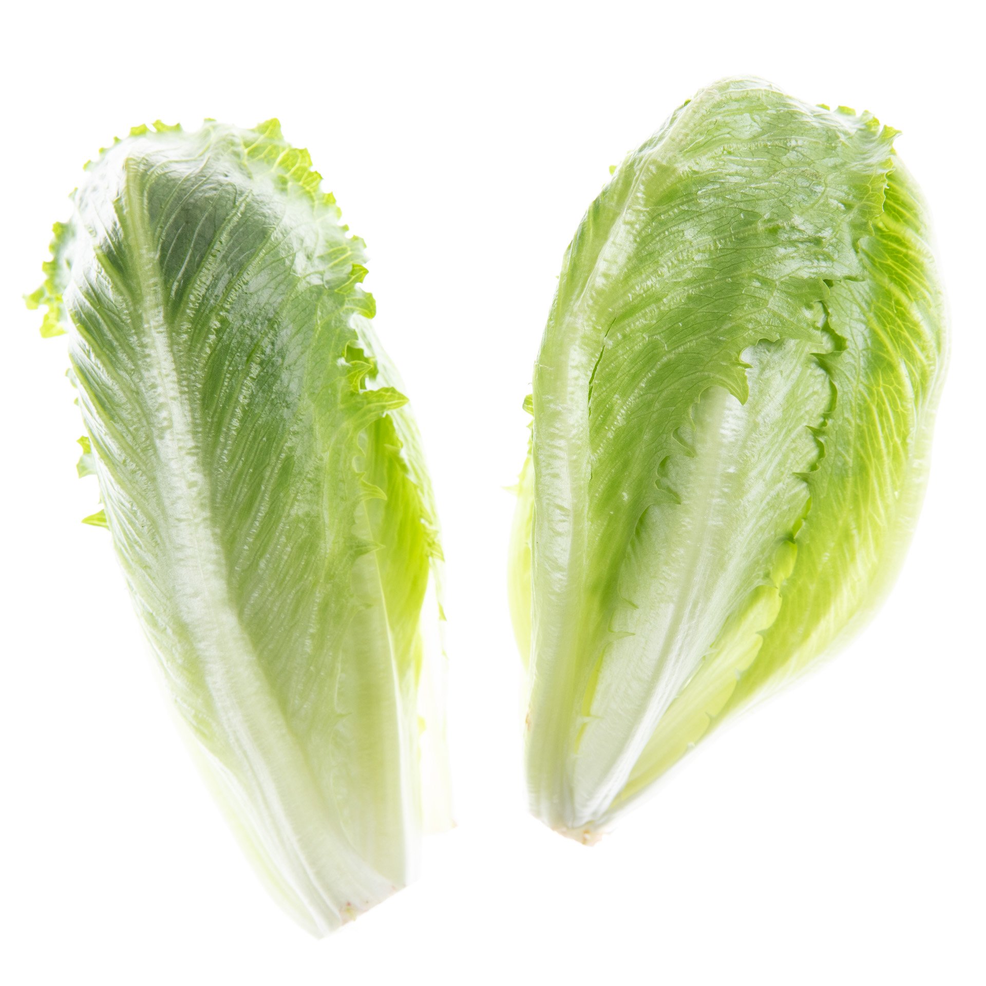 Lalique lettuce