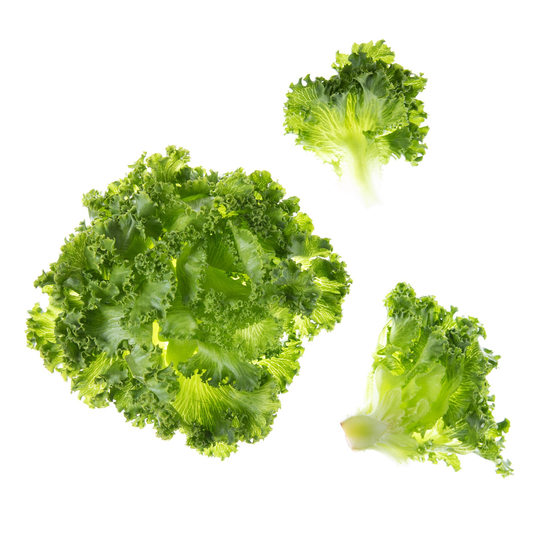 Lalique lettuce