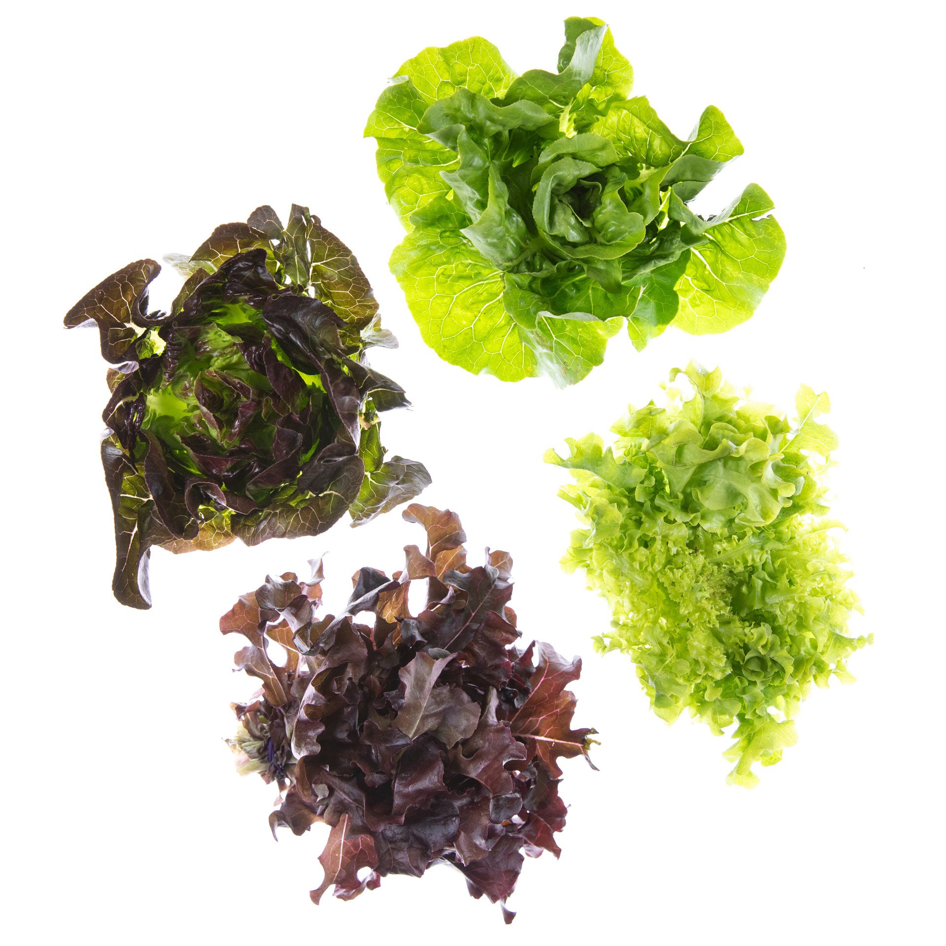 Lettuce kit