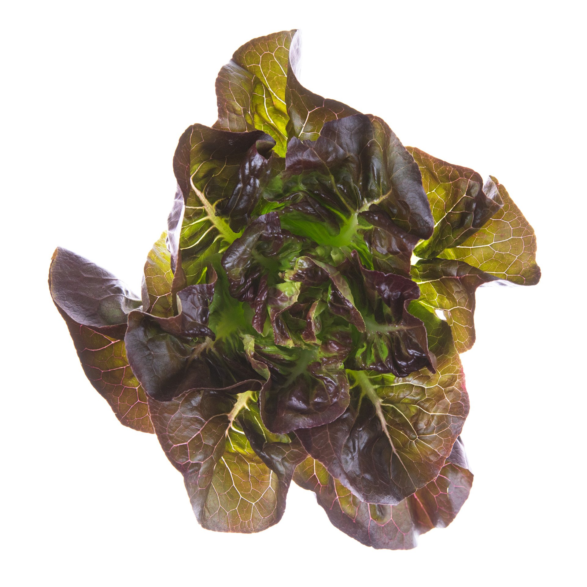 Baby gem lettuce