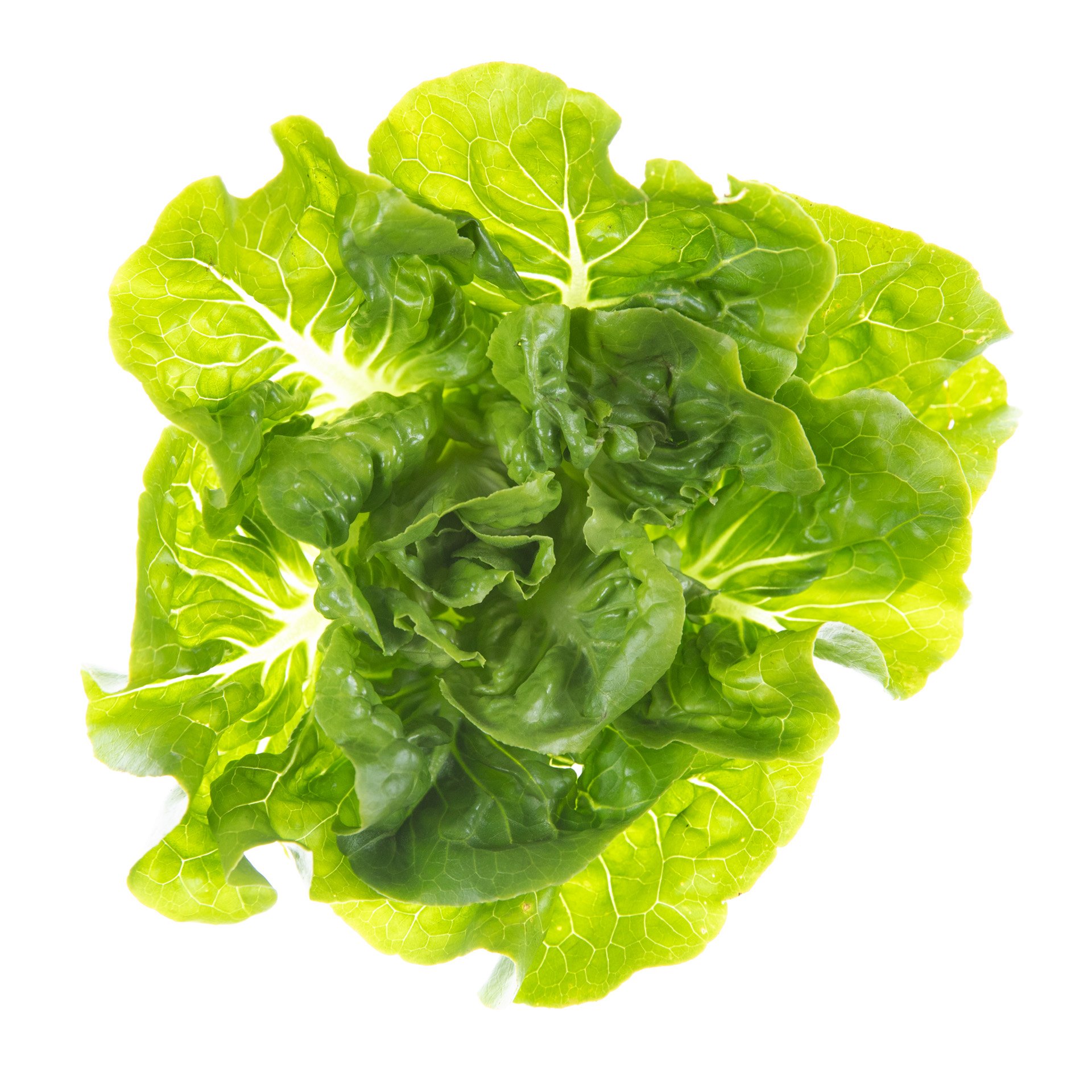 Baby gem lettuce
