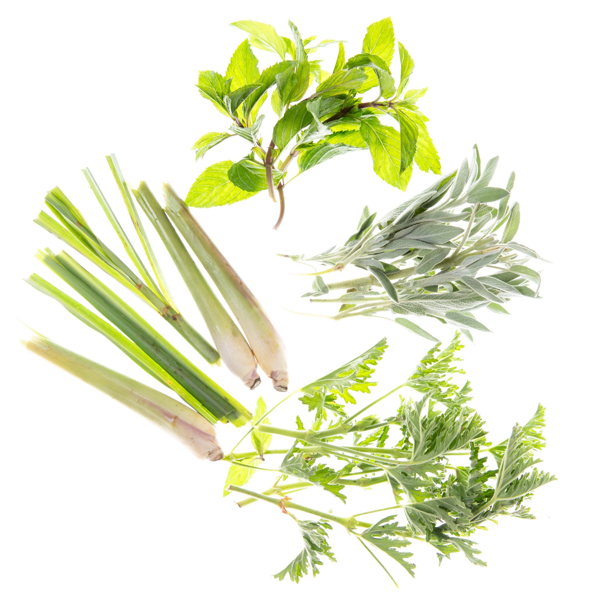 TEA KIT
