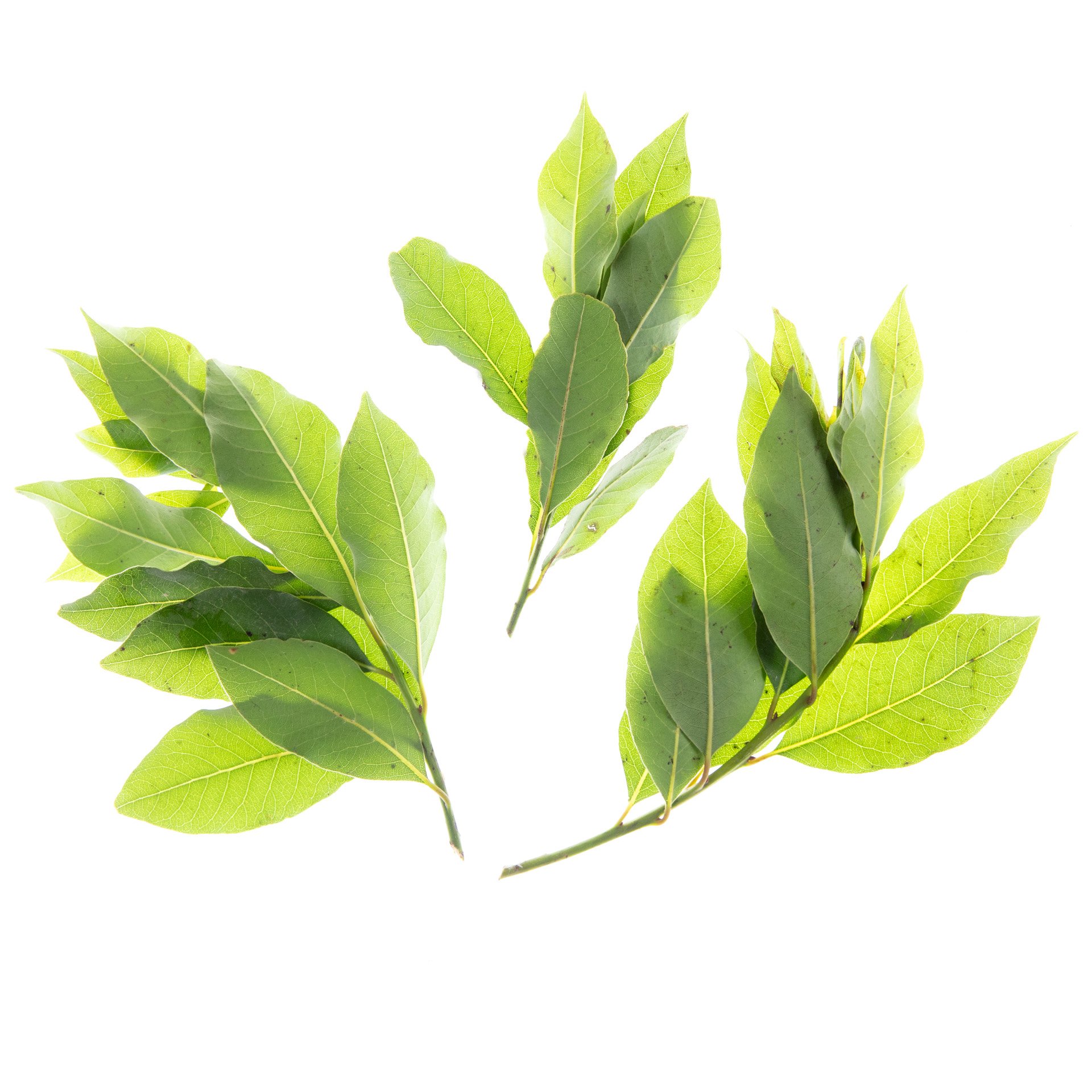 Fresh bay leaves