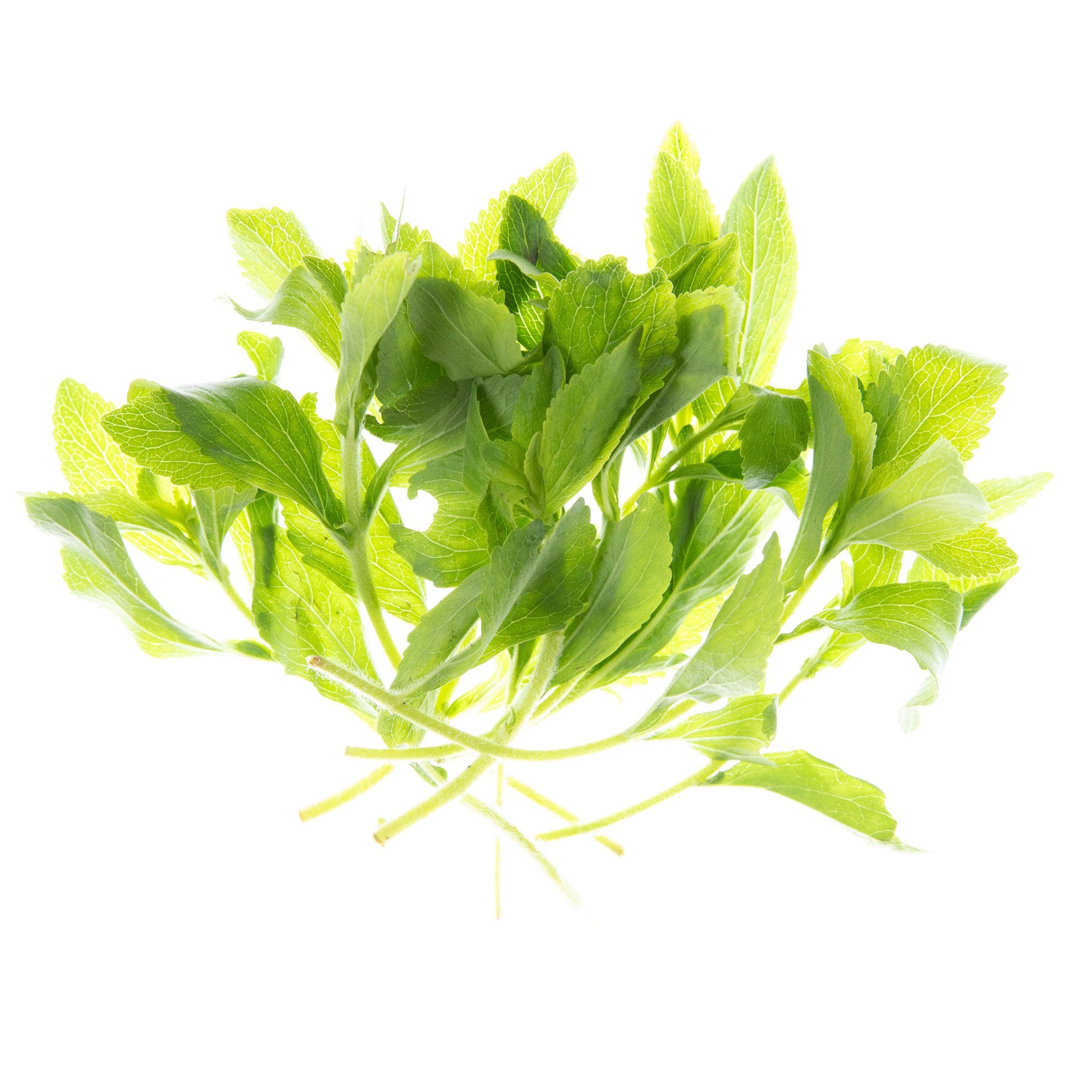 Stevia