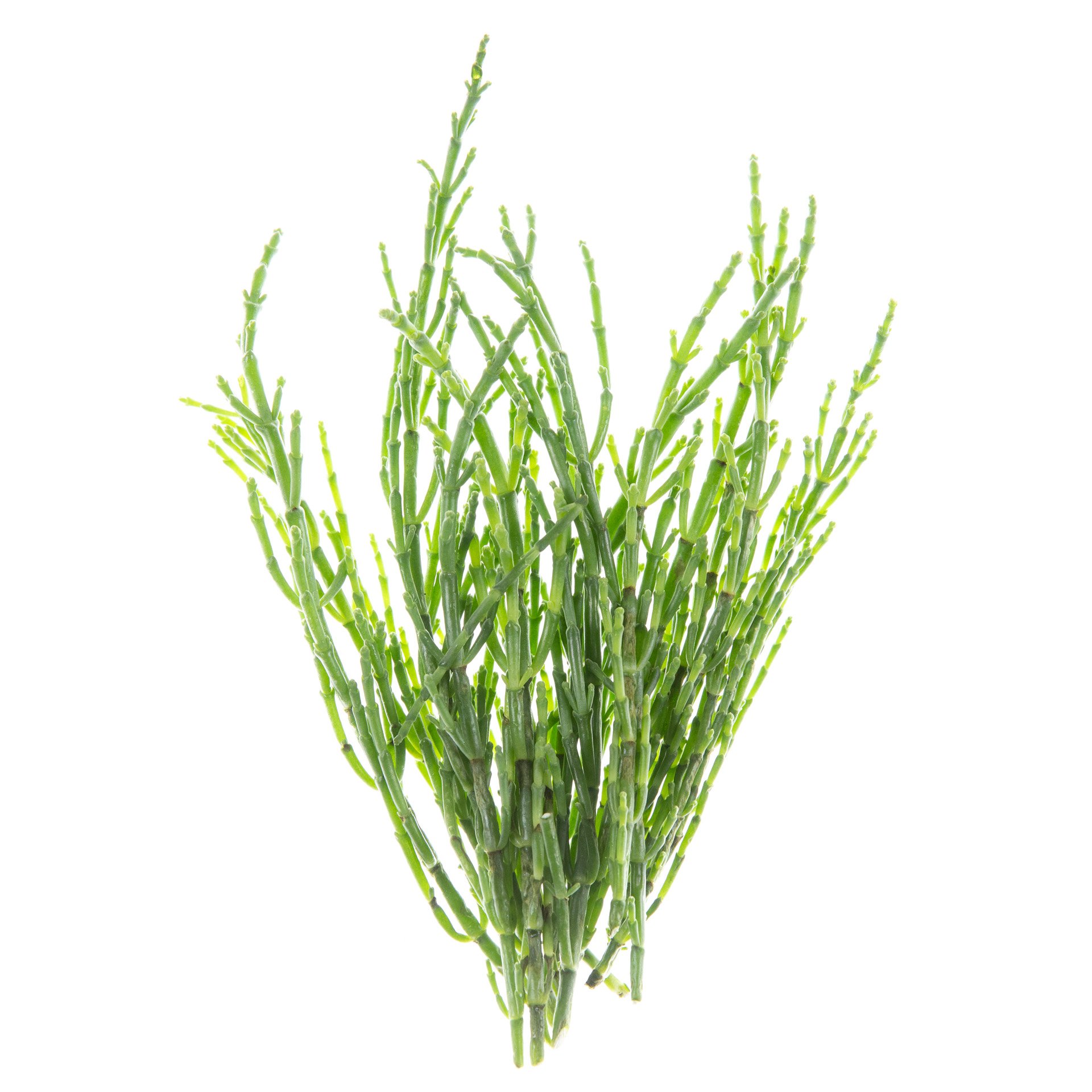 Salicornia
