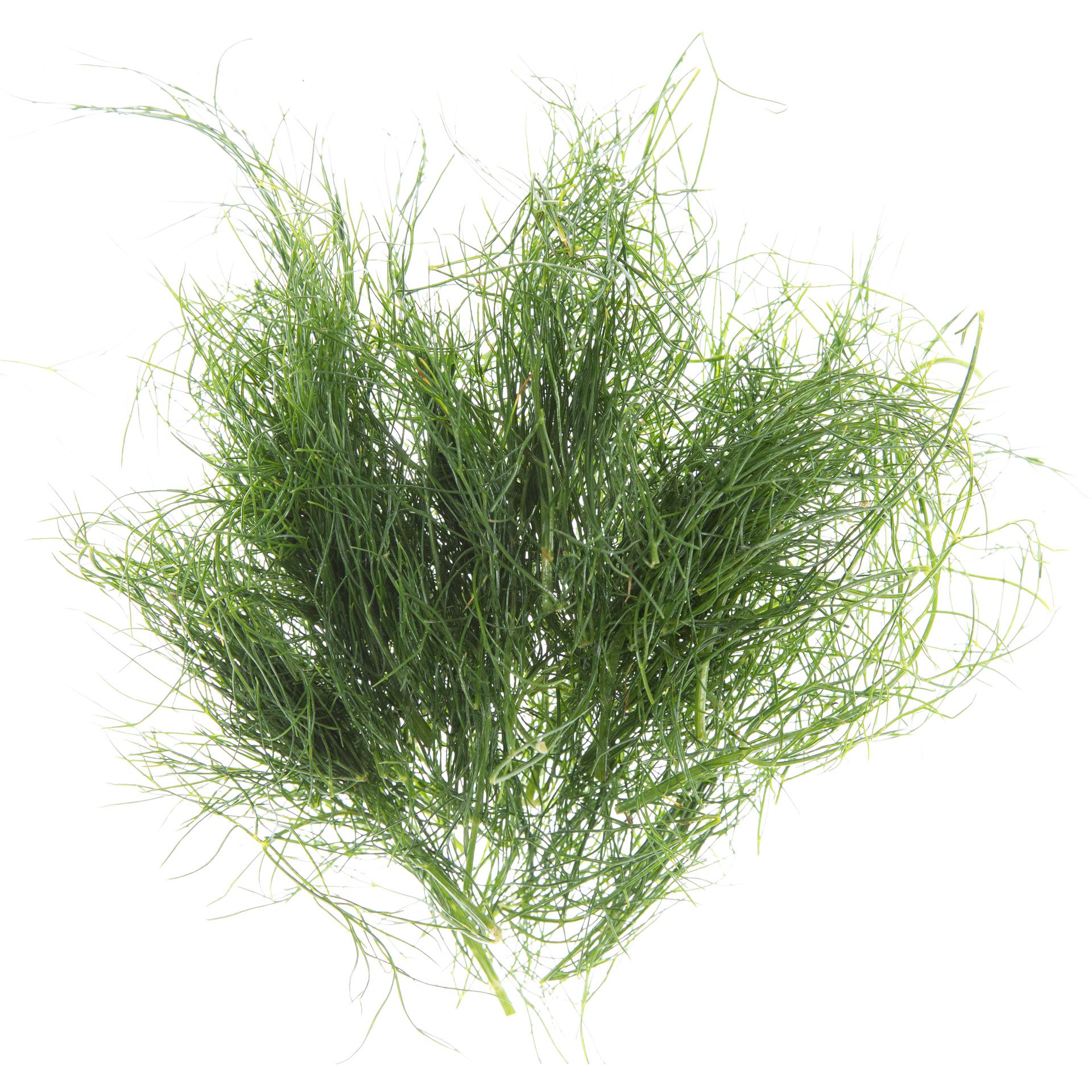 Micro fennel