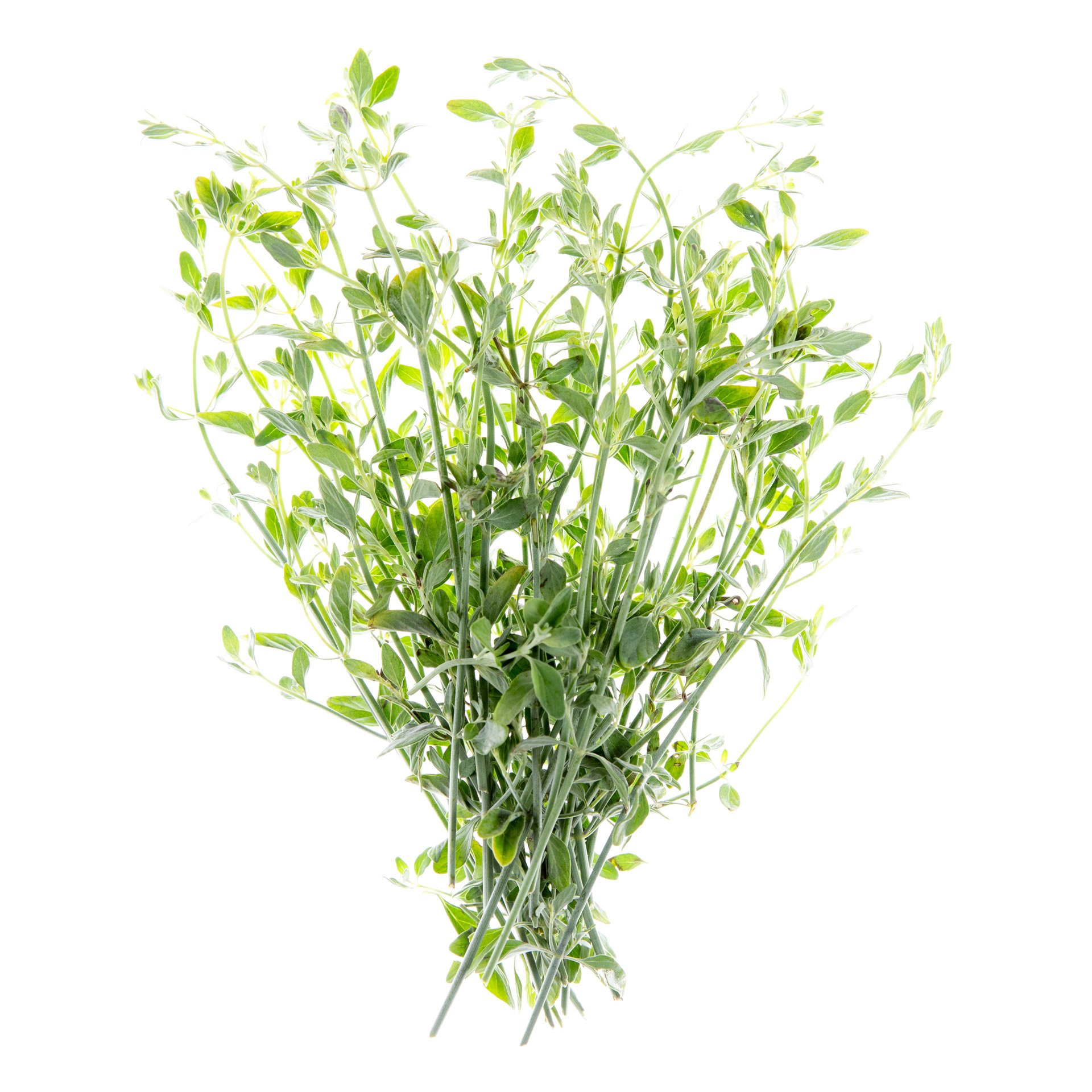 White leaved savory