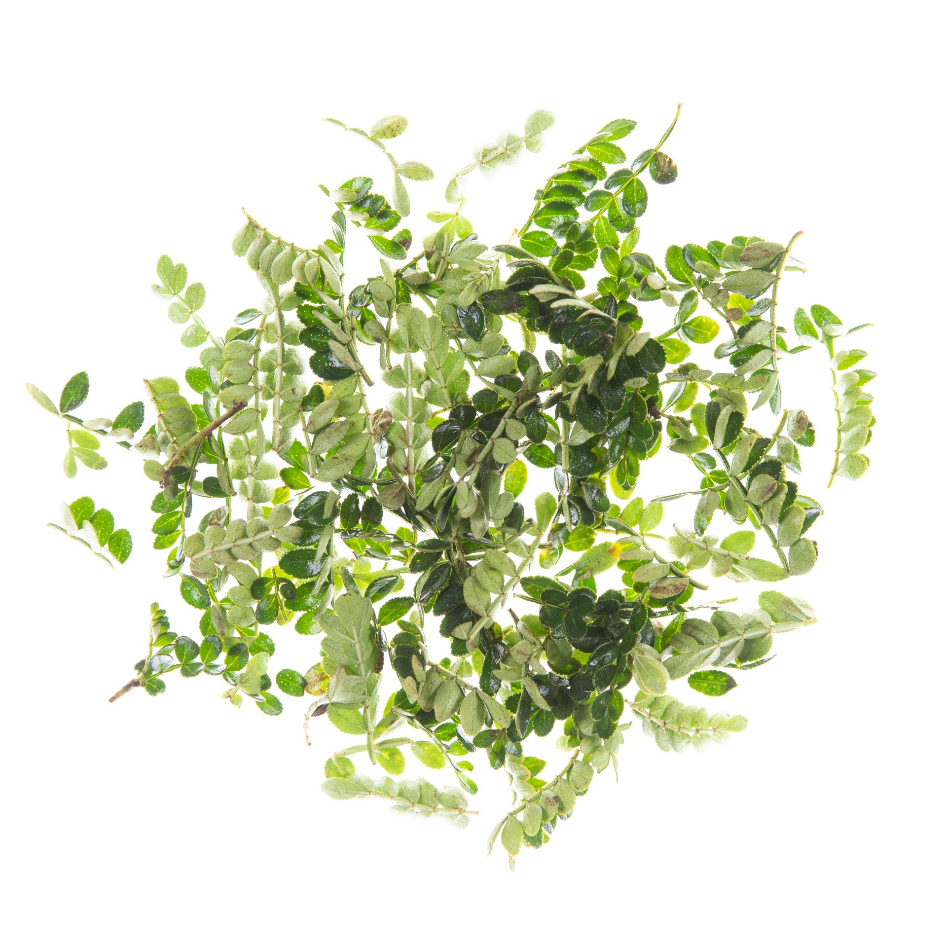 Szechuan pepper leaves