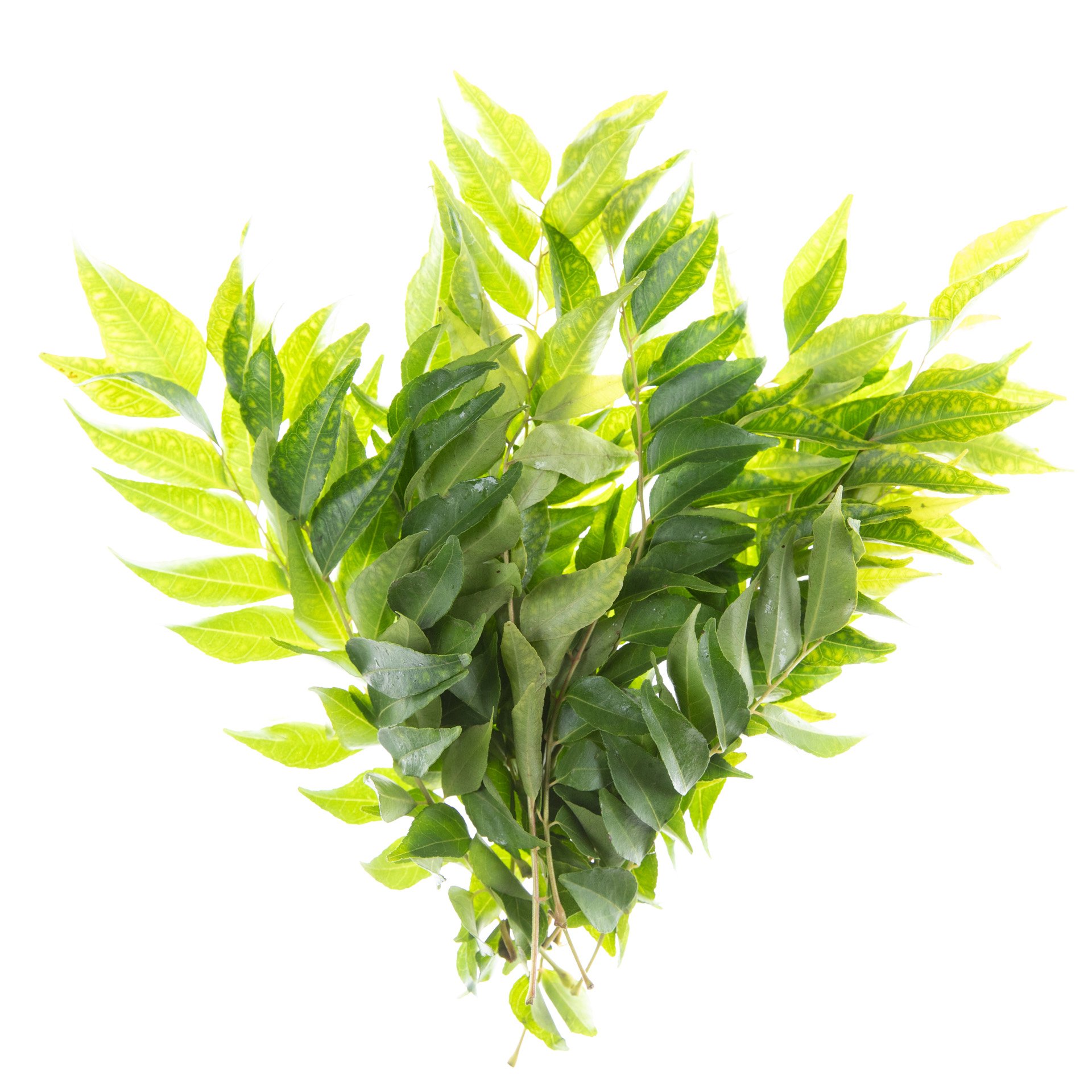 Curry Leaves