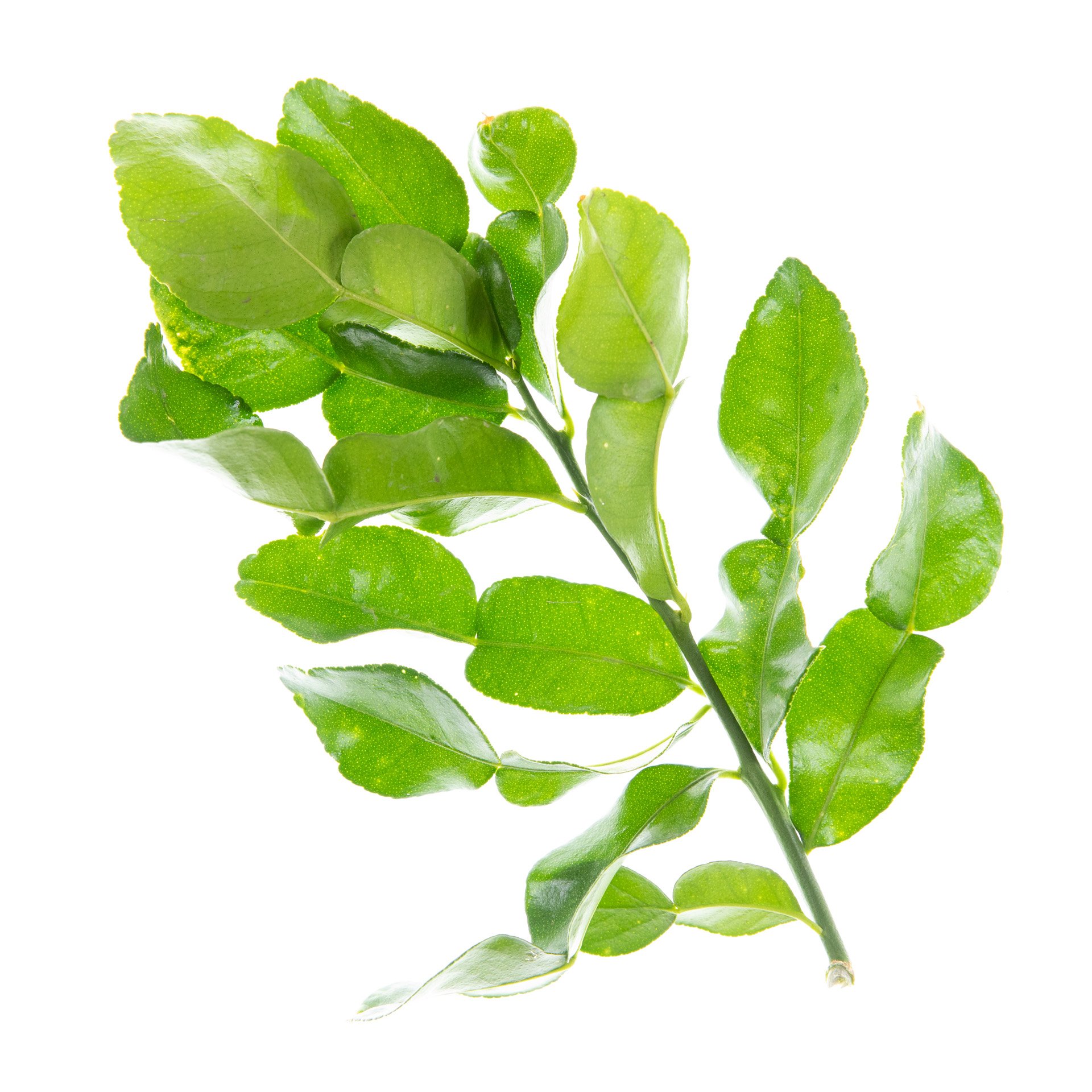 Kaffir lime leaves (chilled)