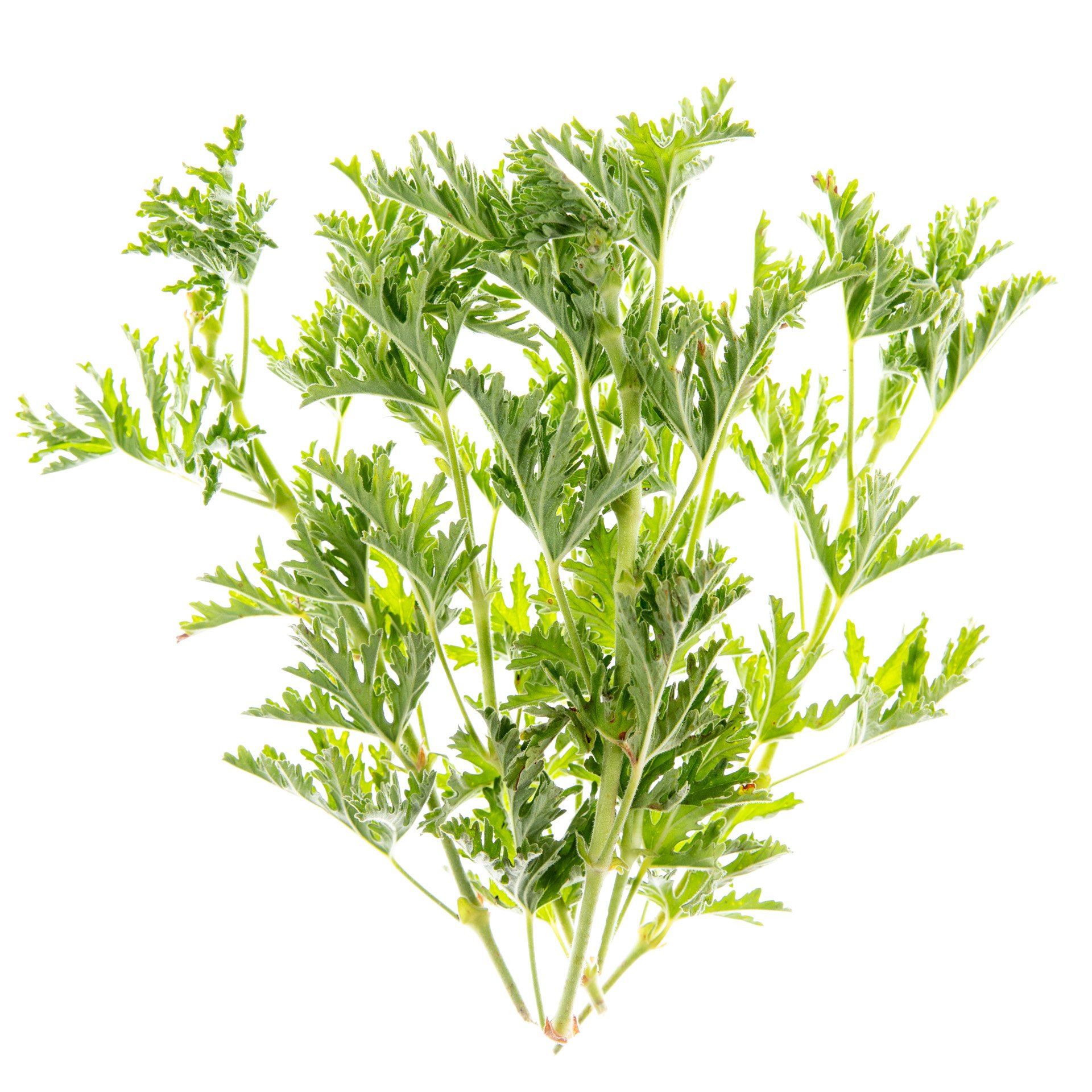 Rose Geranium
