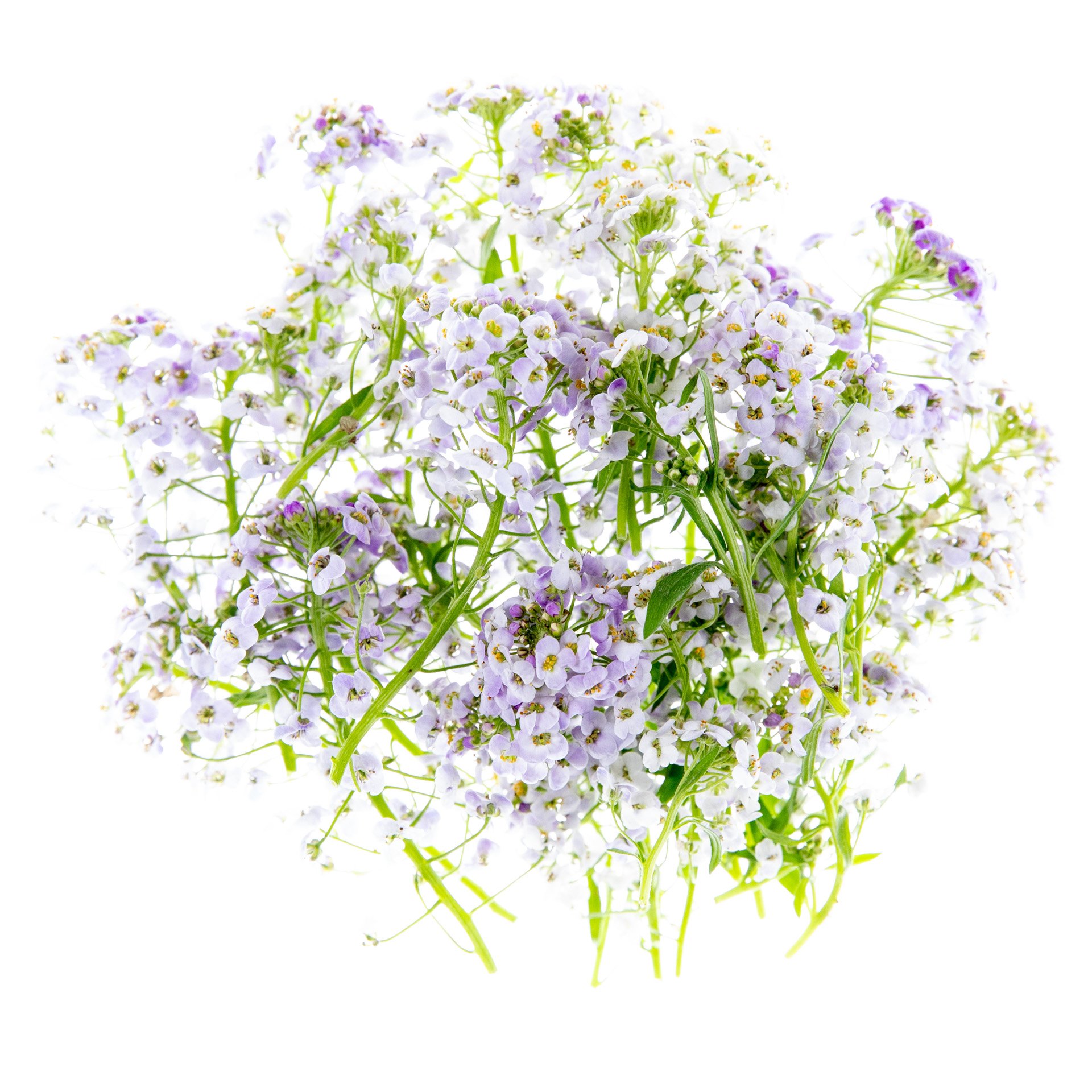 Lobularia Maritima