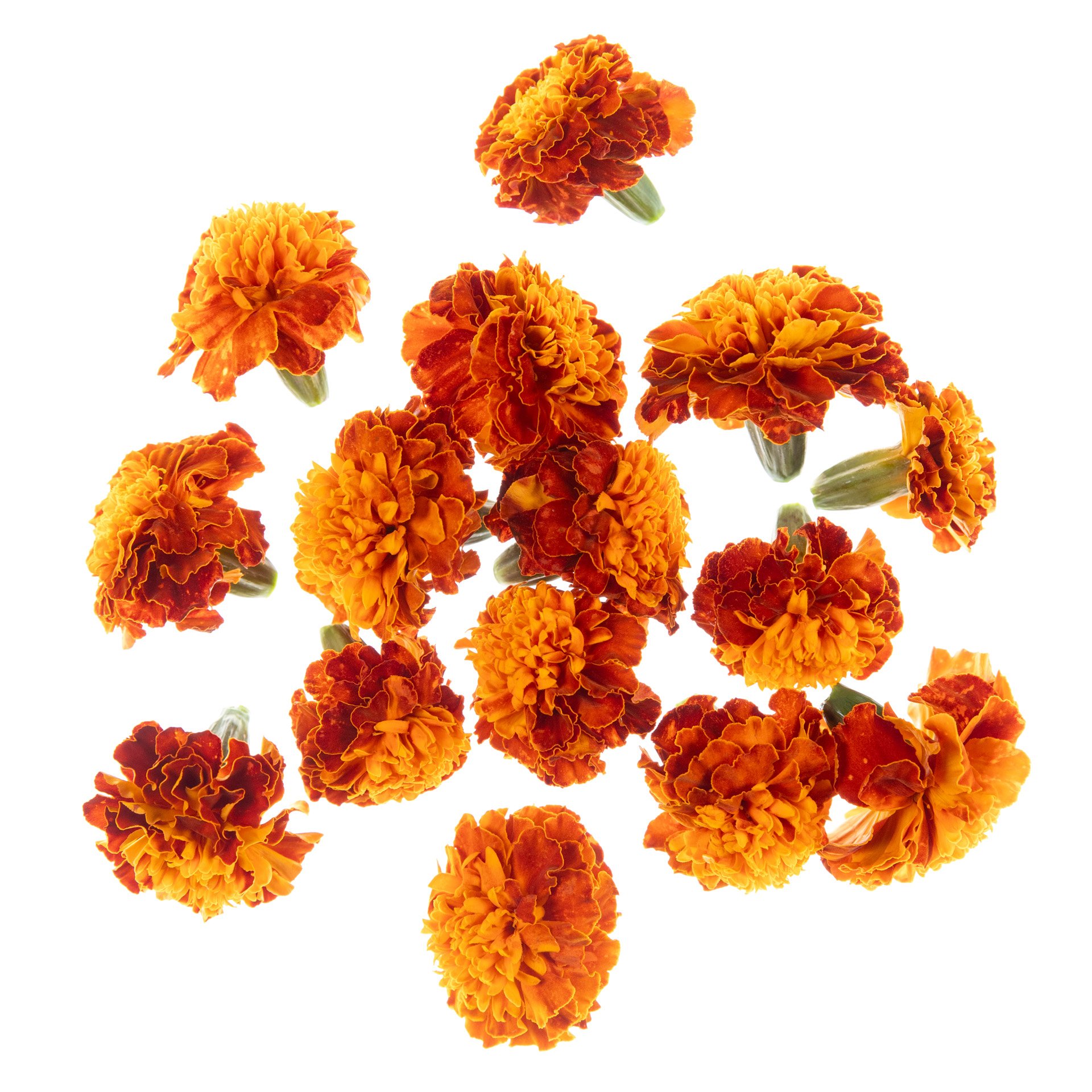 Tagetes flowers