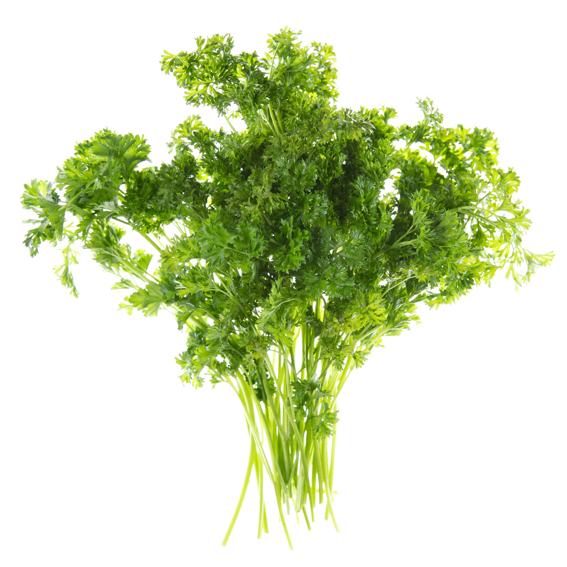 Curly parsley