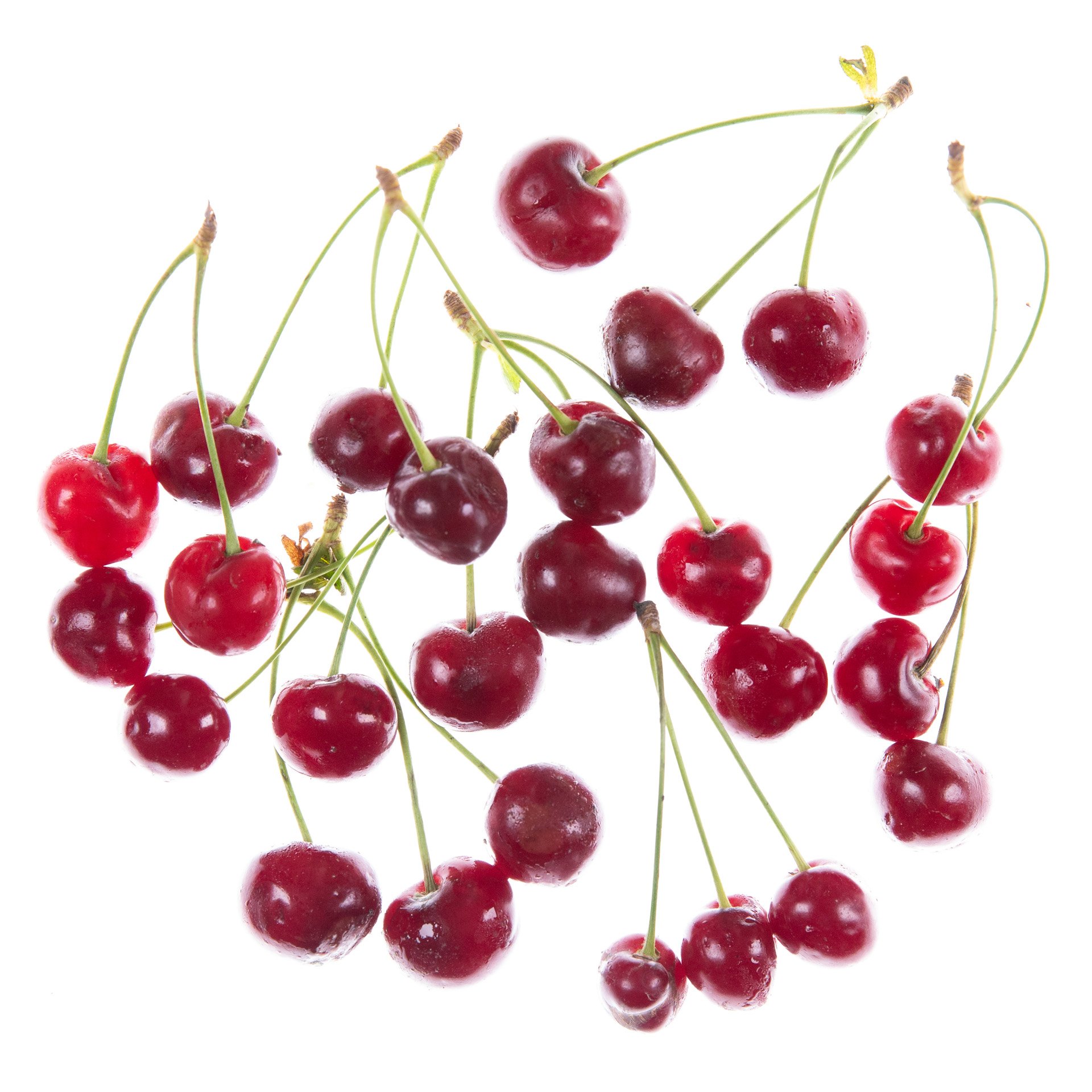 Prunus cerasus