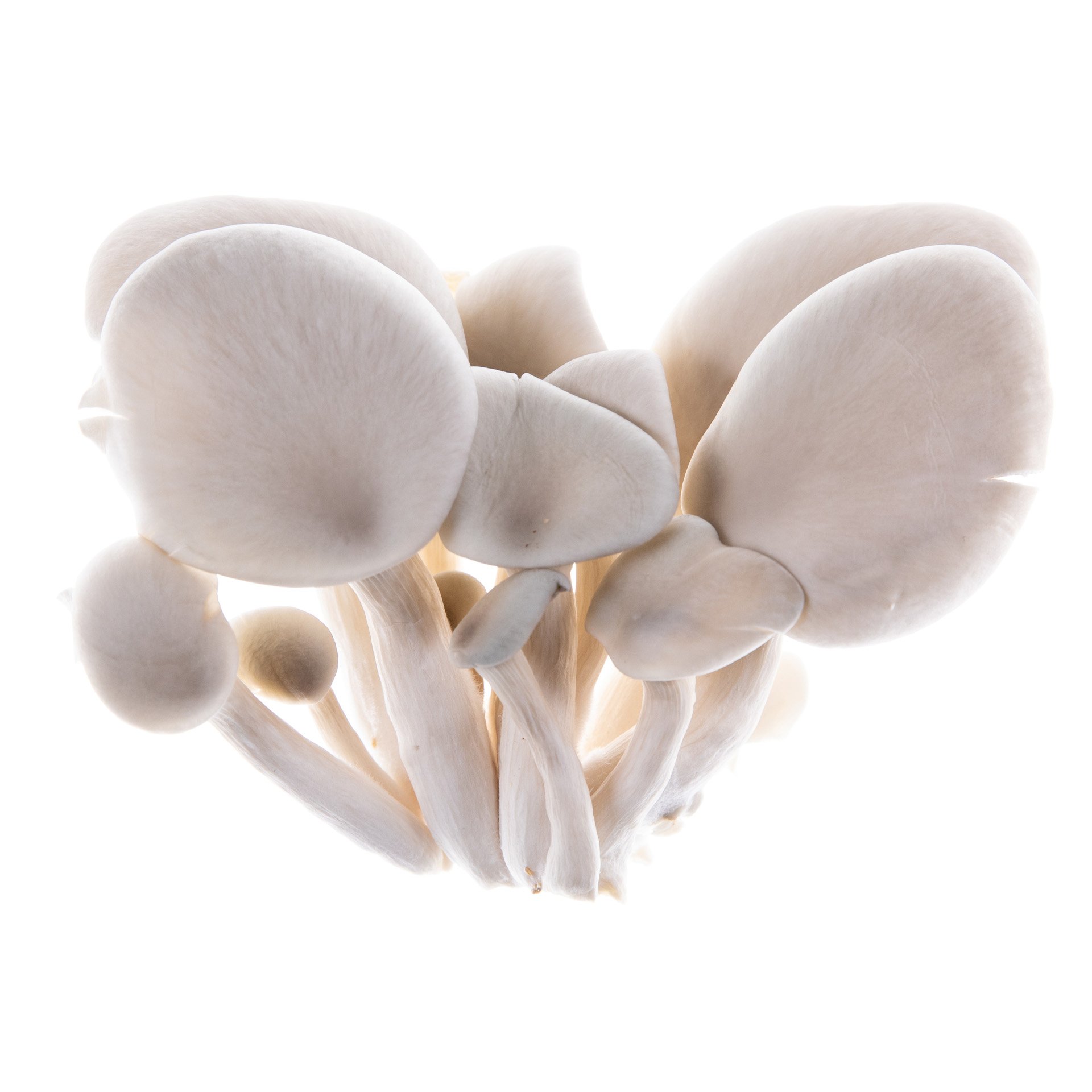 Blue oyster mushrooms