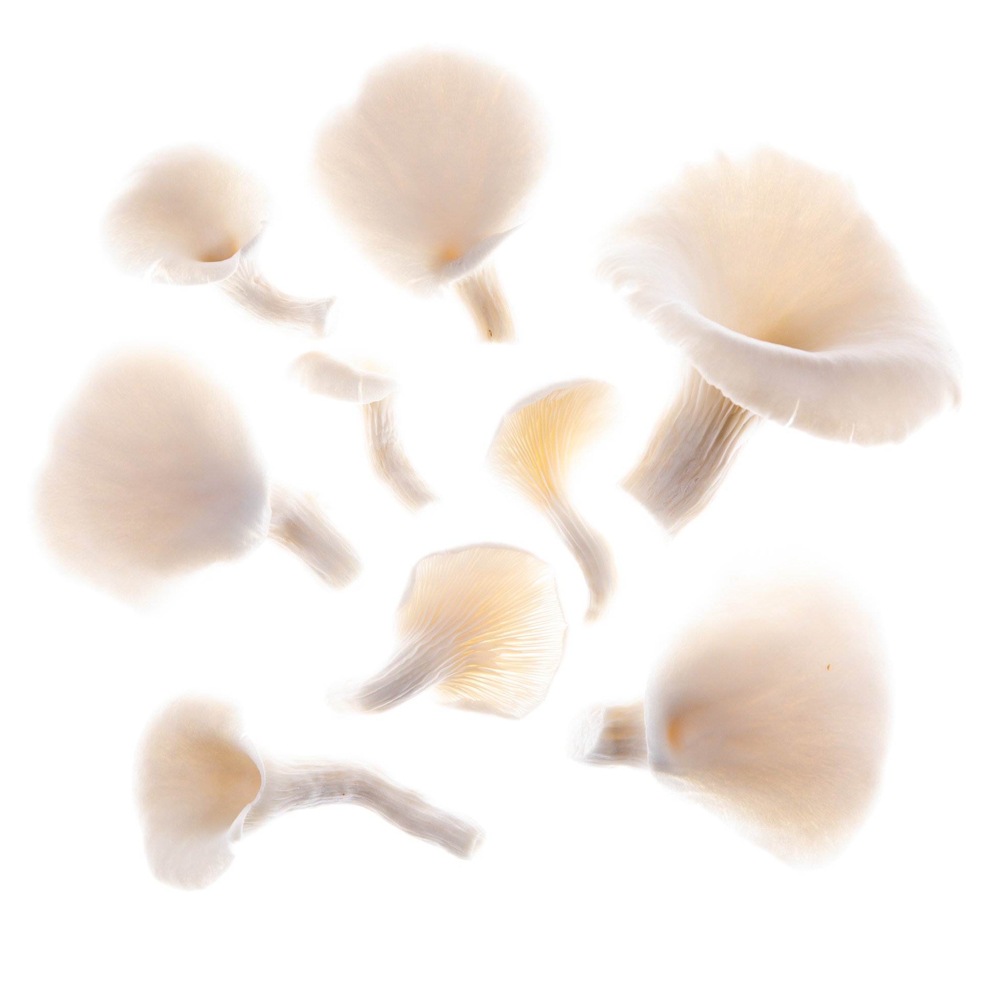 White oyster mushrooms