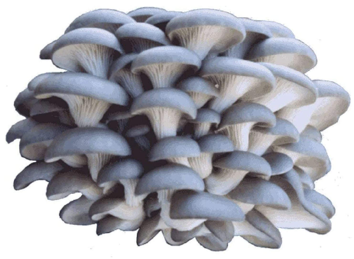 Blue oyster mushrooms