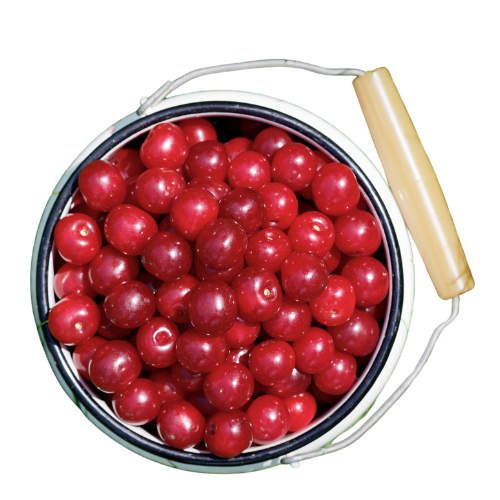 Prunus cerasus