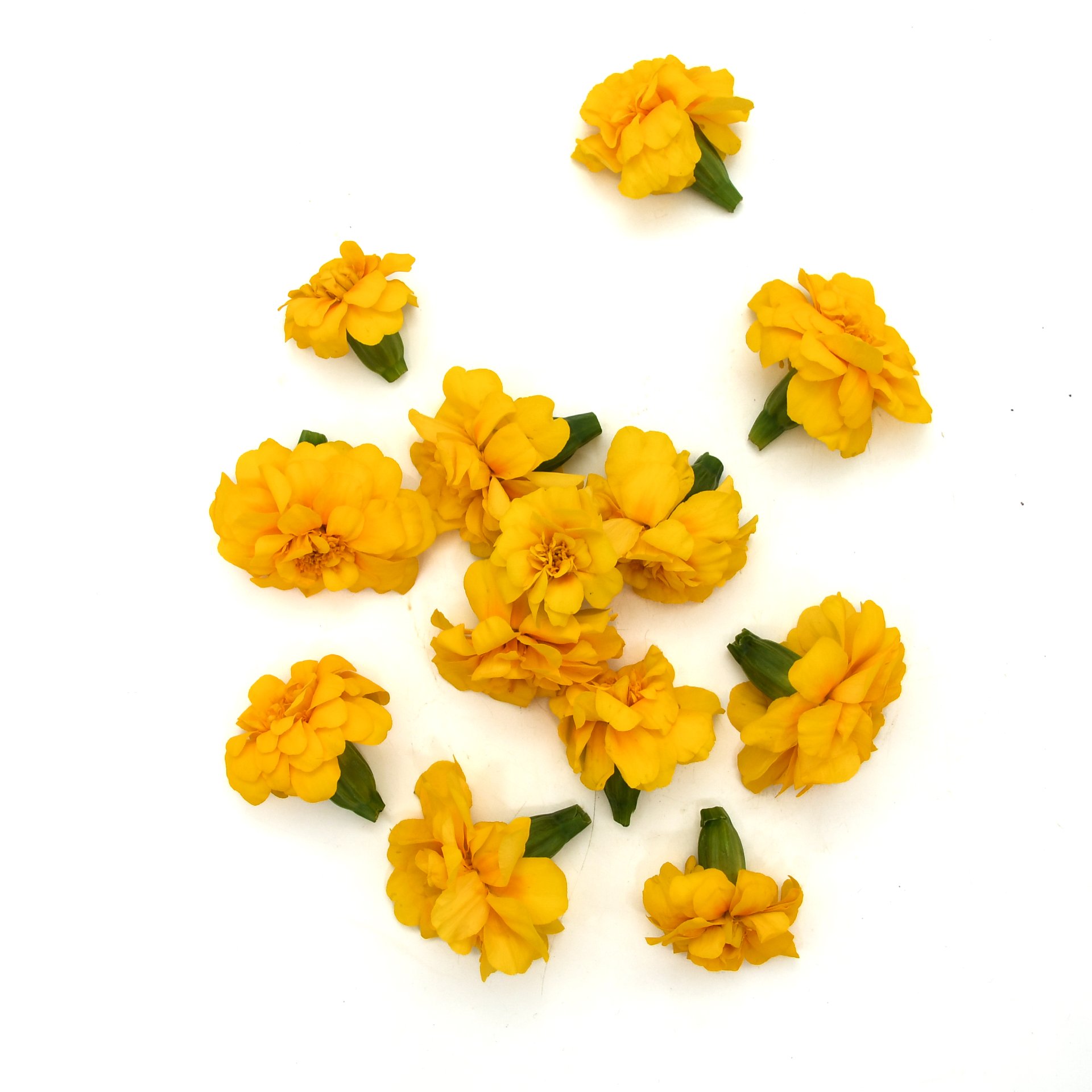 Yellow Tagetes flowers