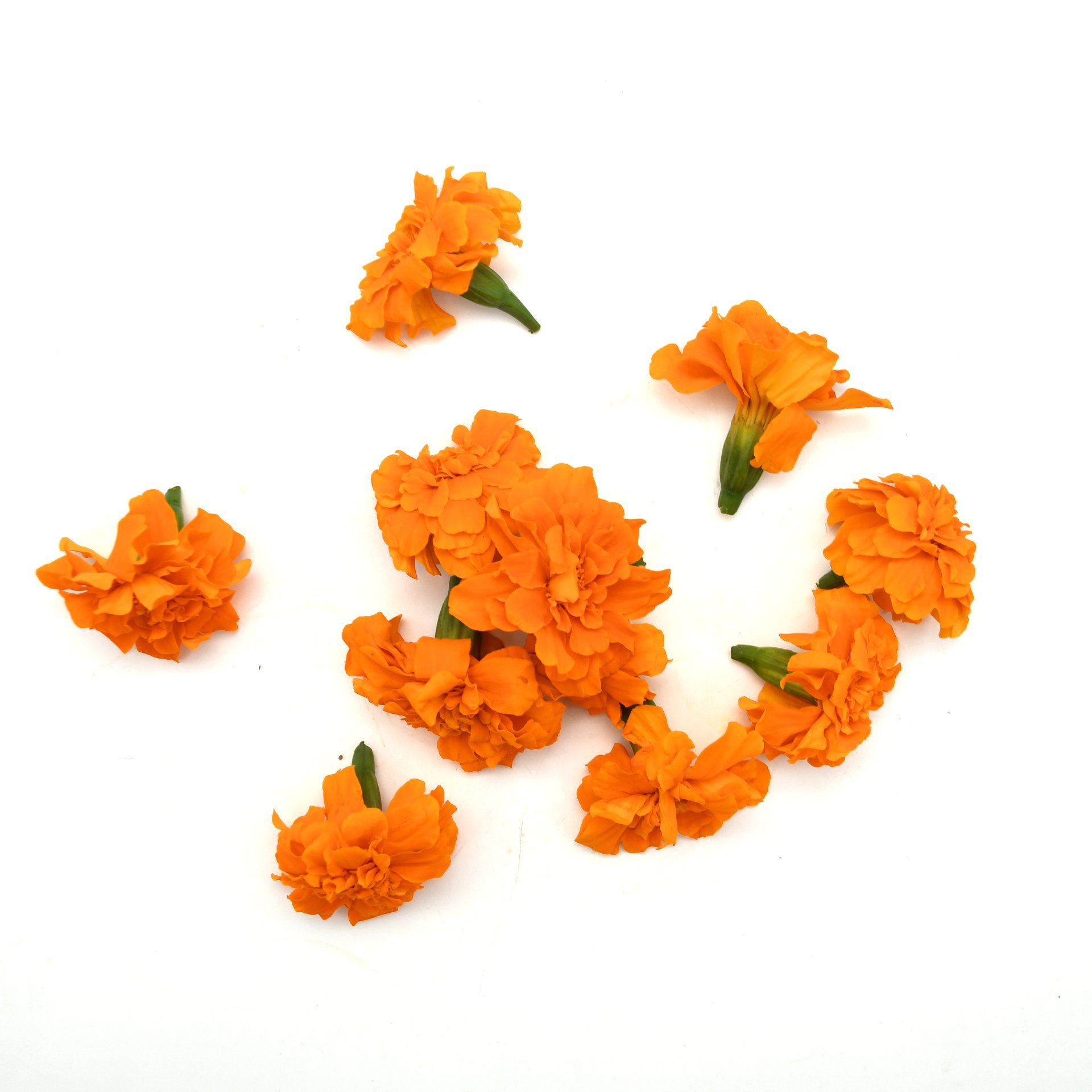 Orange Tagetes Flowers
