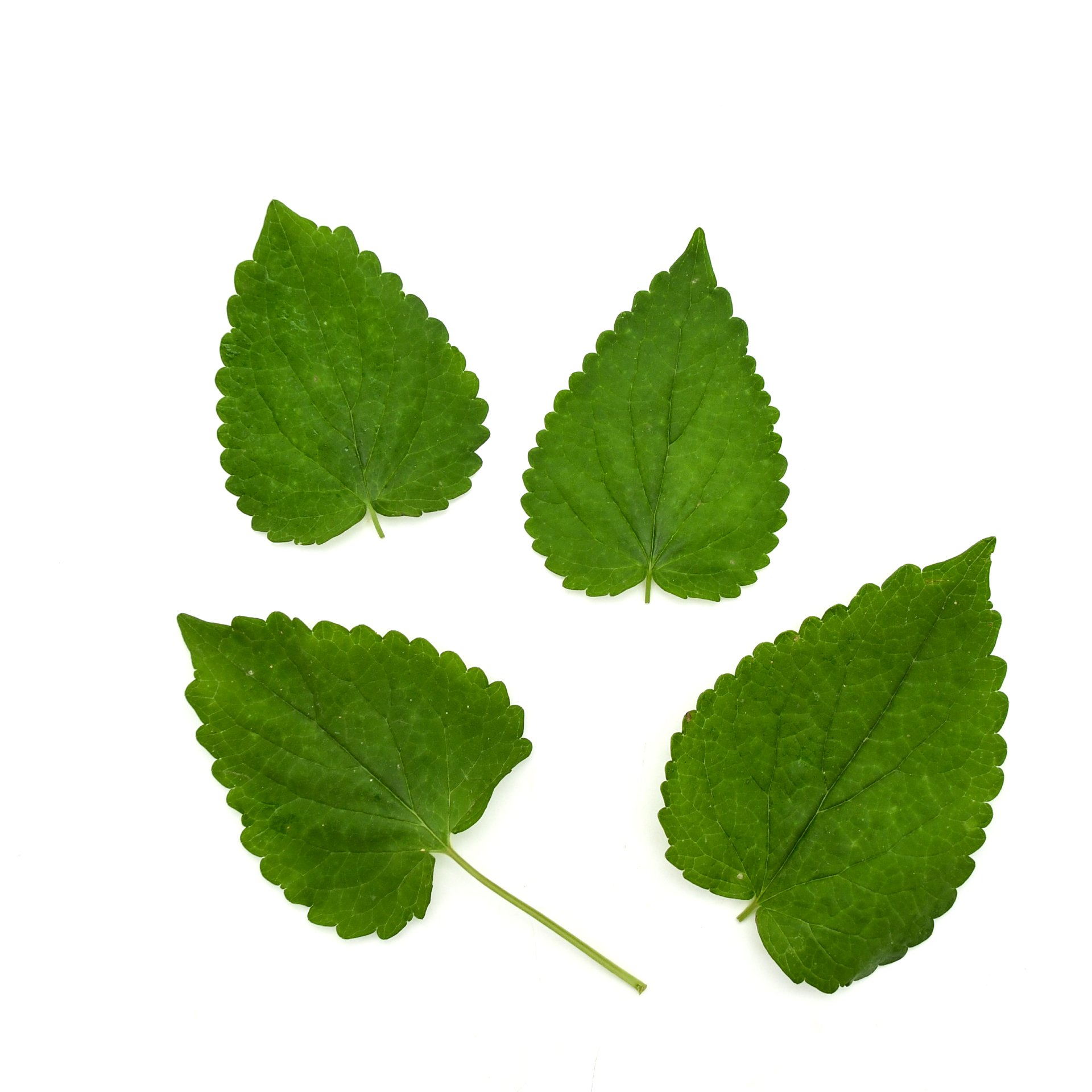 Korean Mint