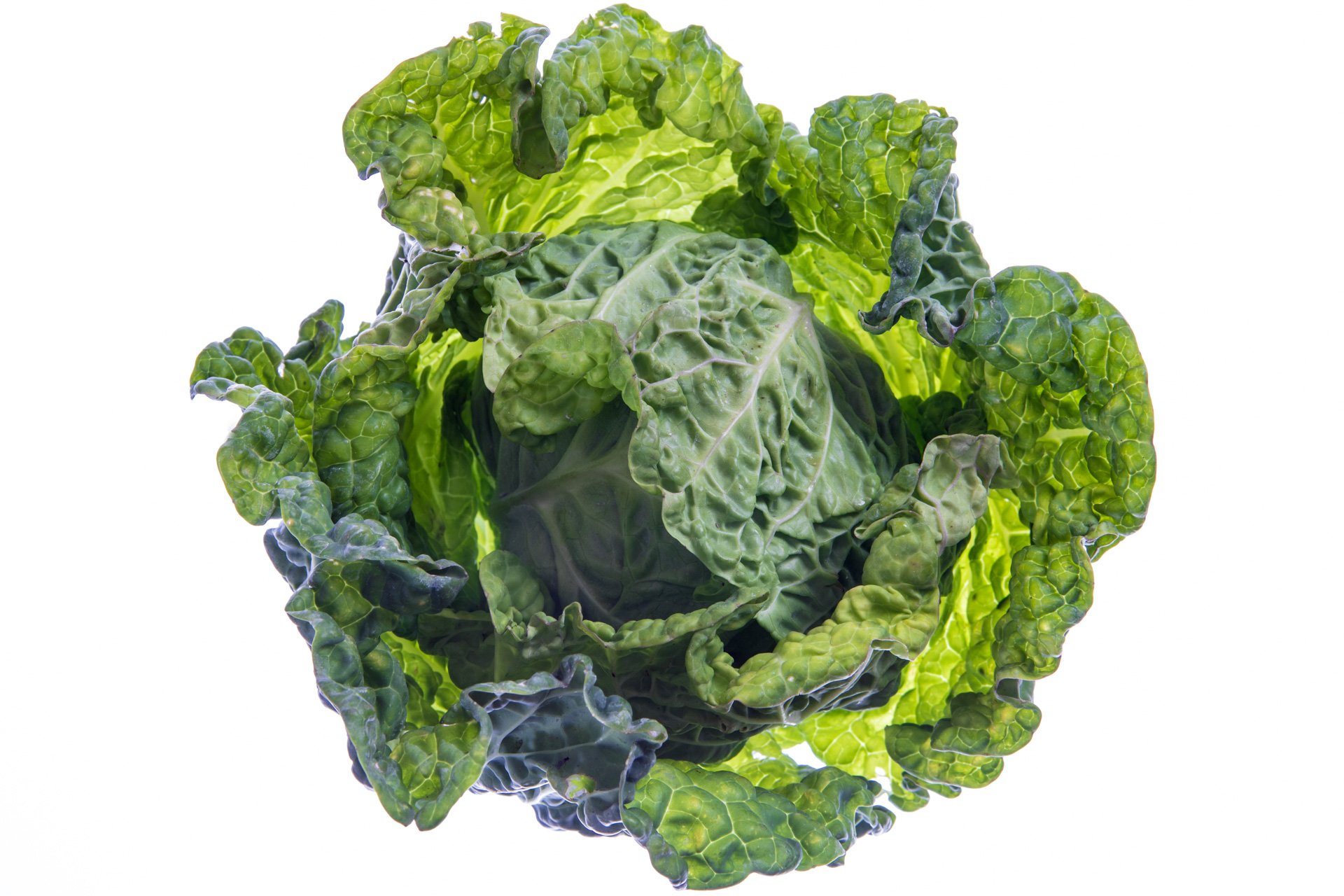 Savoy cabbage