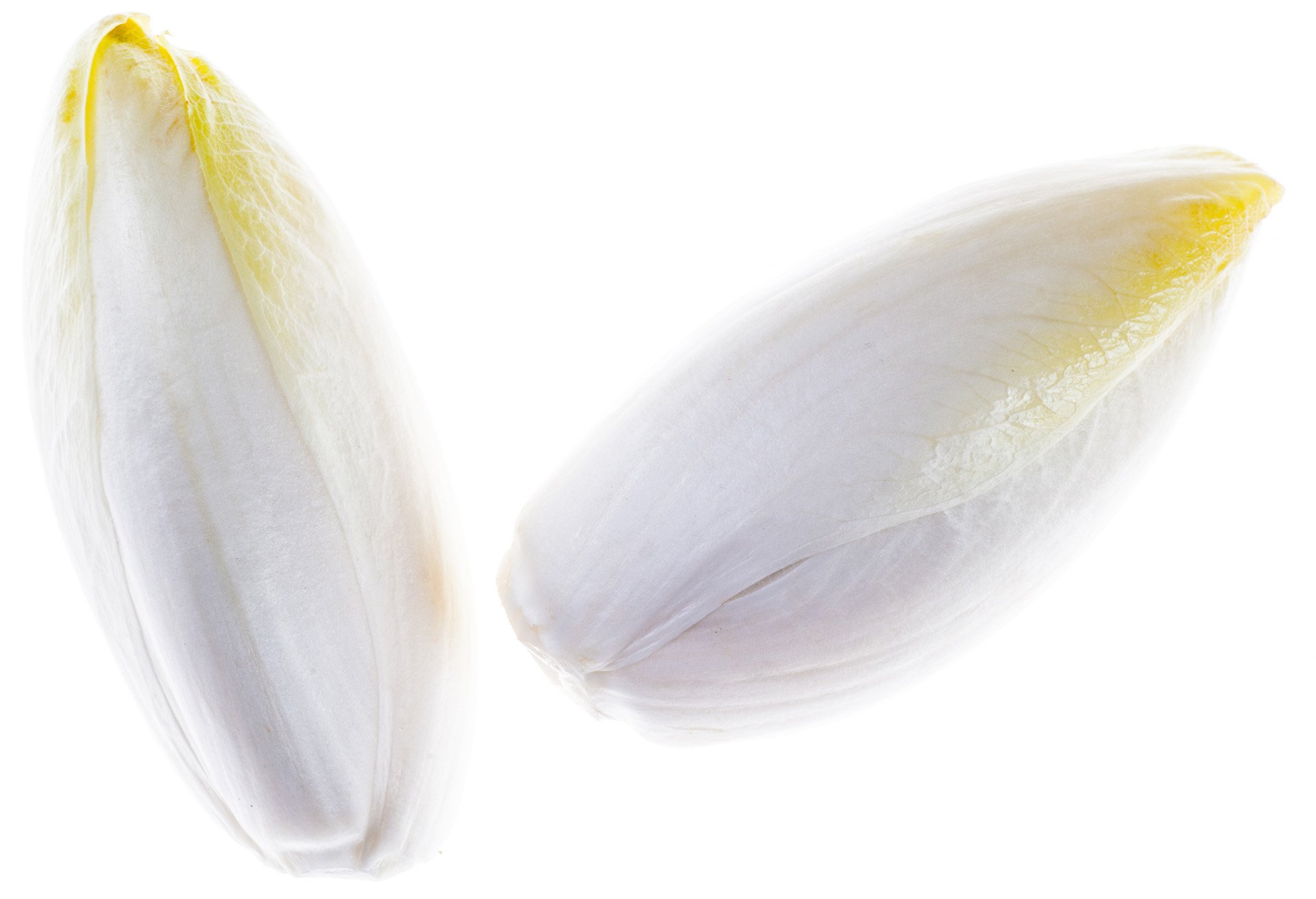 Belgian endive / Chicory