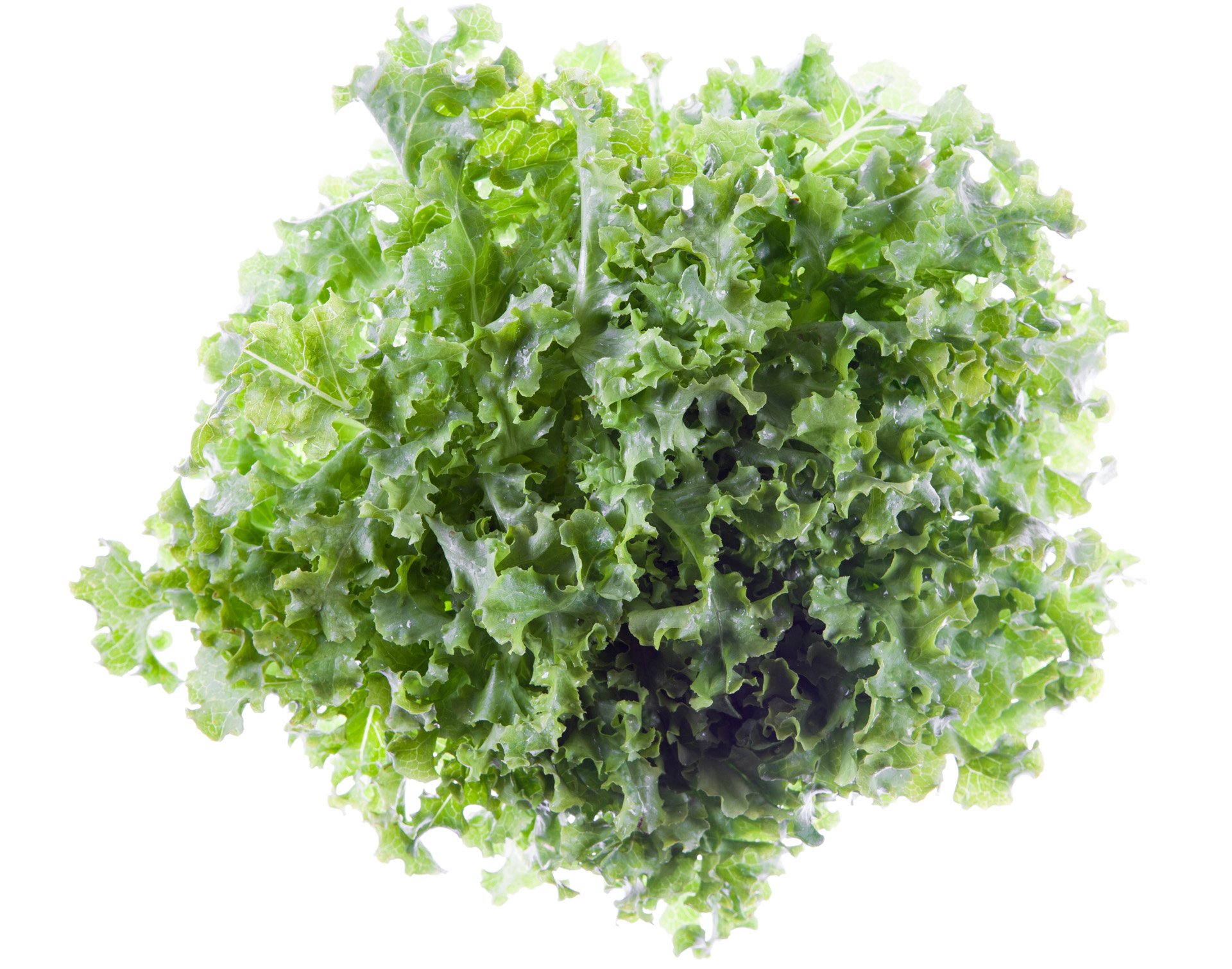 Green oak leaf lettuce