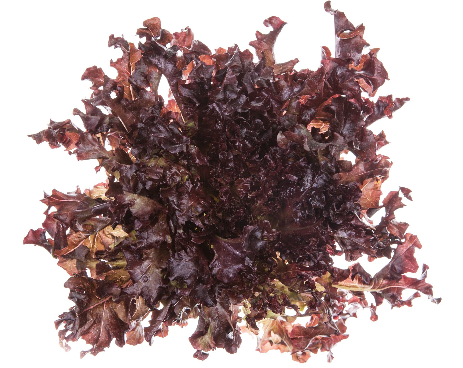Red oak leaf lettuce