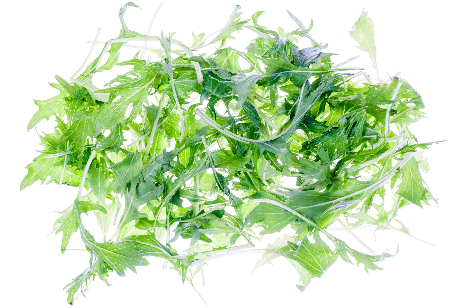 Baby green mizuna