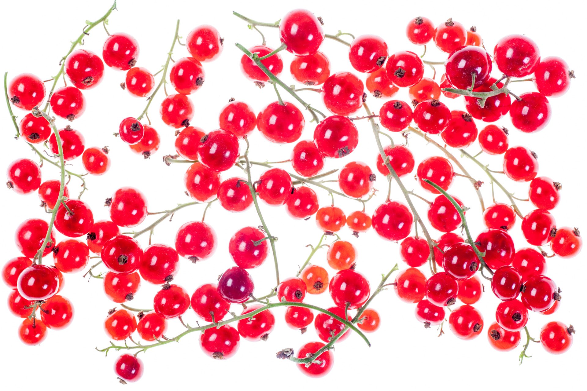 Red currant