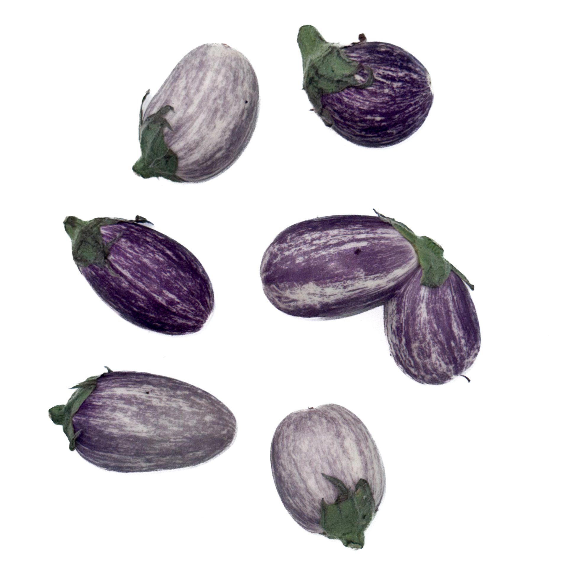 חצילון מנומר