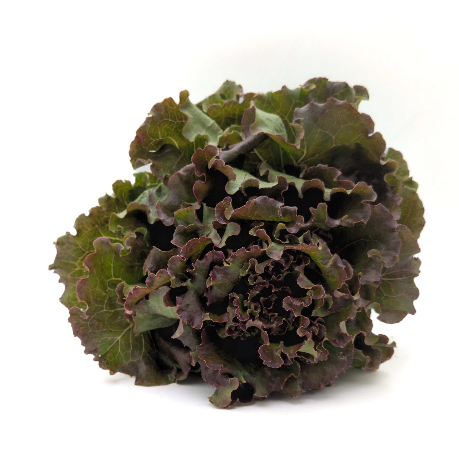 Tigen Lettuce