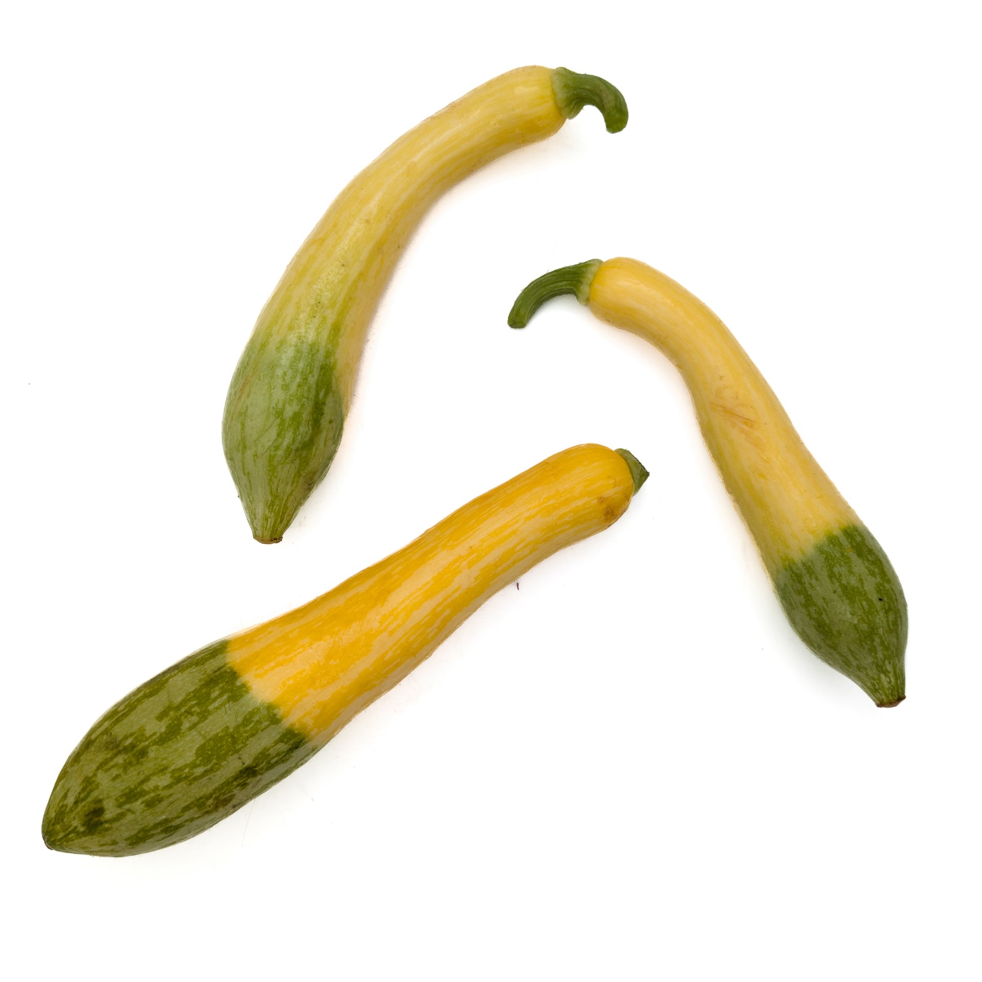 Bi-Color Zucchini