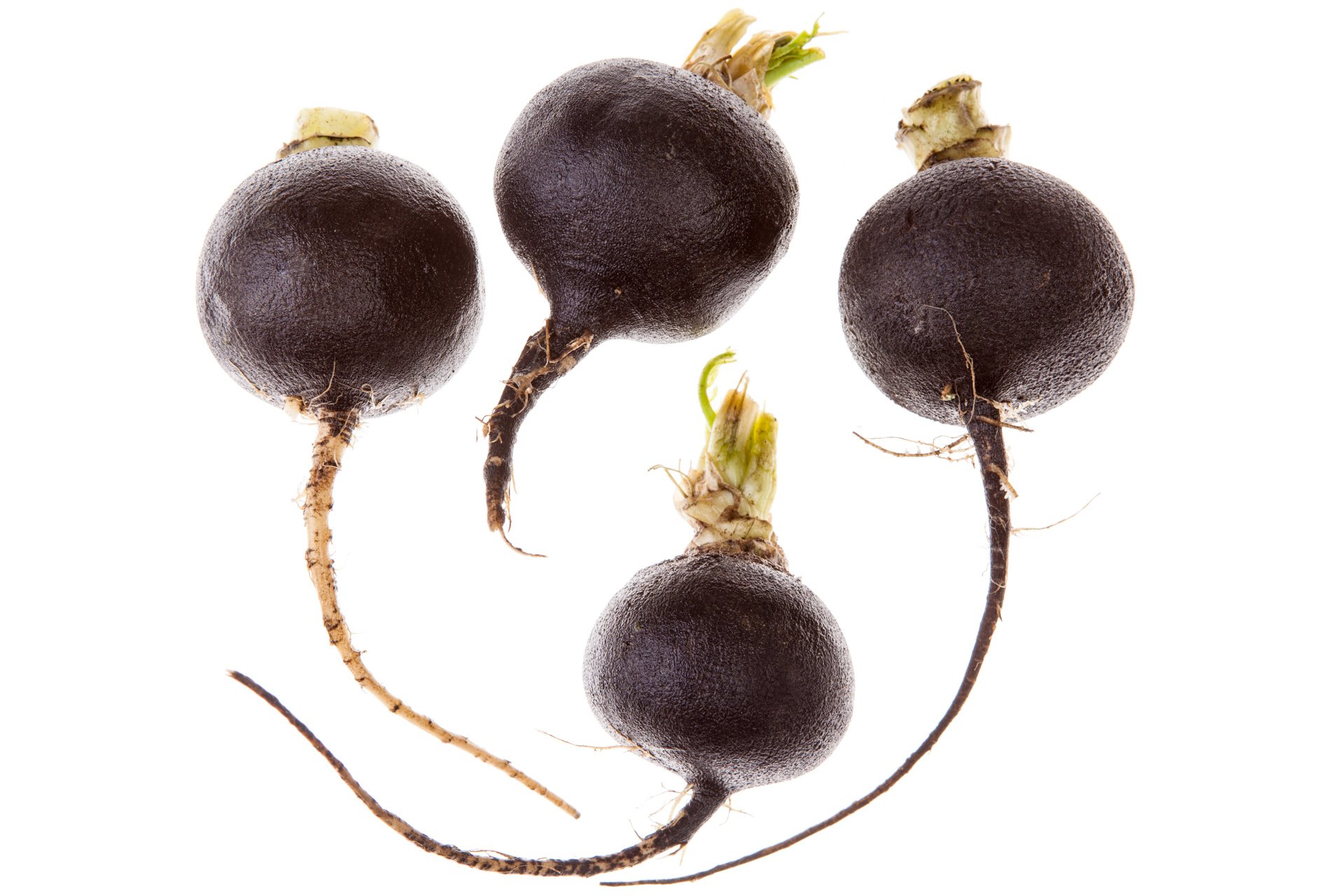 Black radish