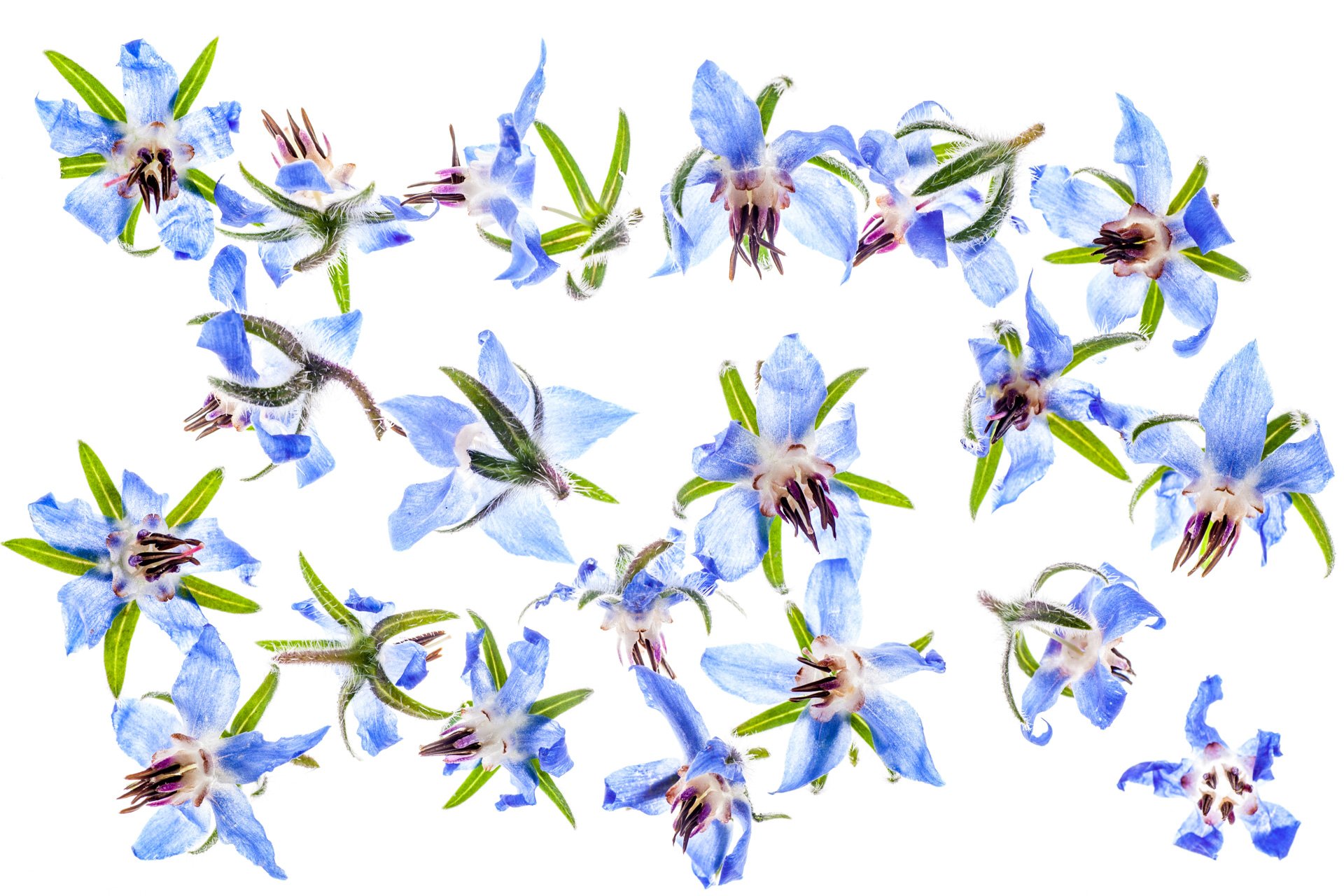 Borage florwers