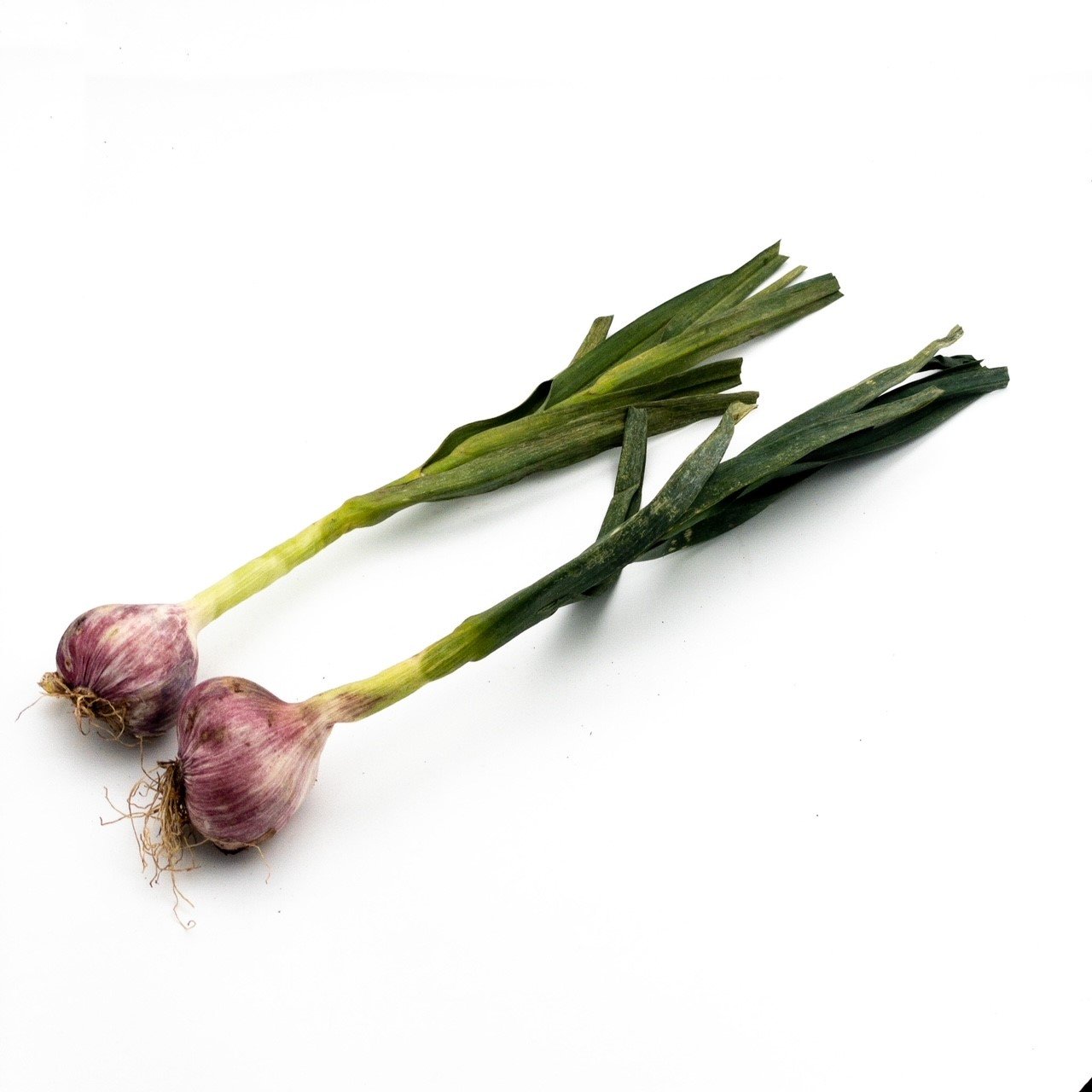 שום ירוק בוגר