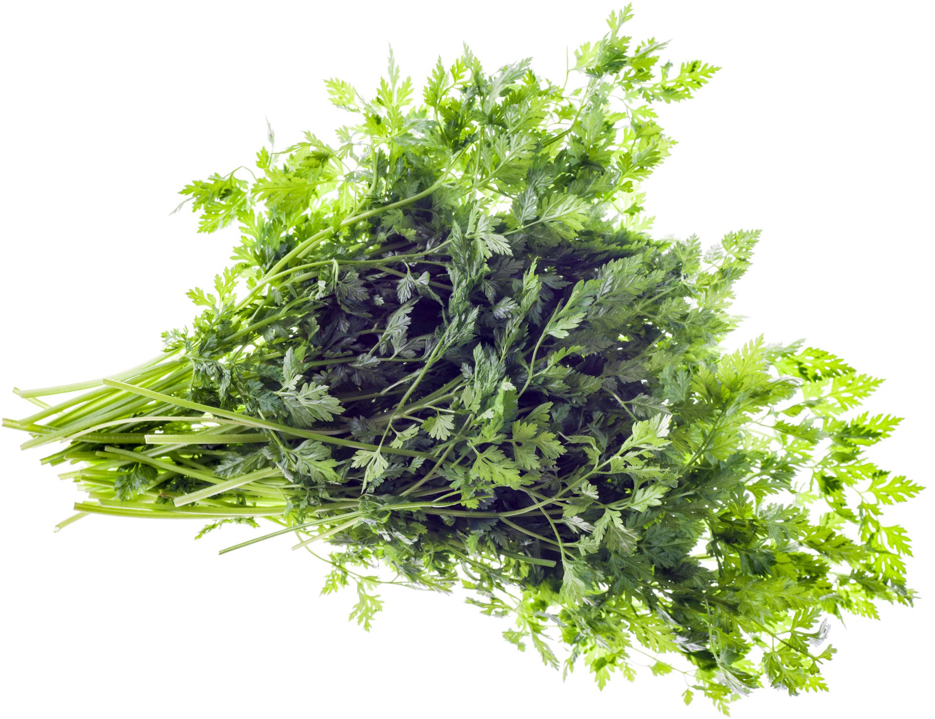 Chervil