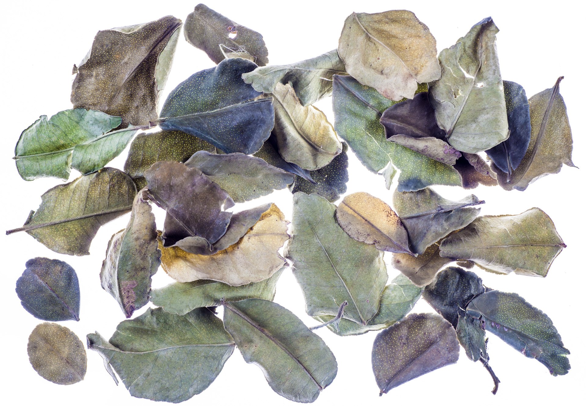 Dried kaffir lime leaves