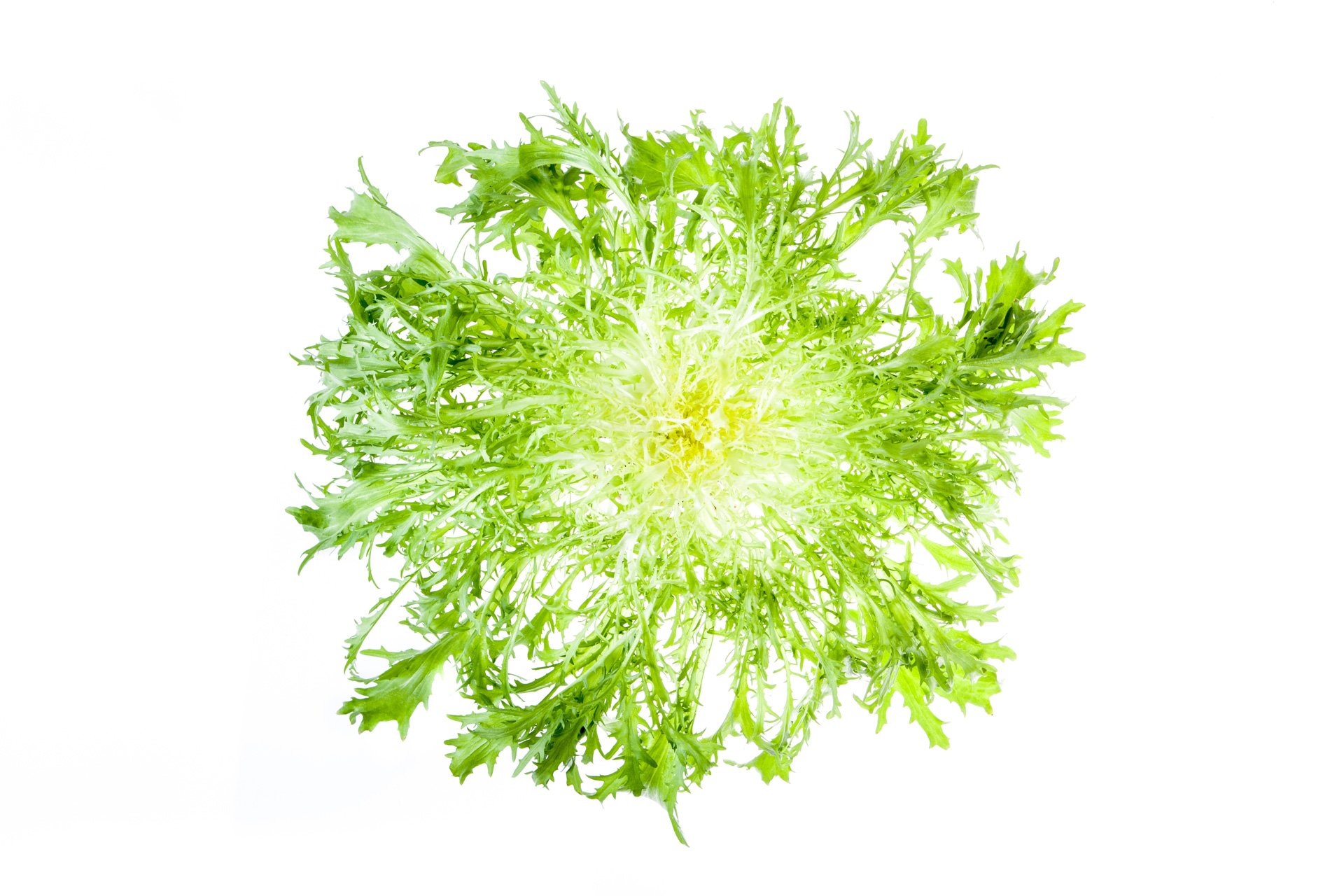 Frisee lettuce