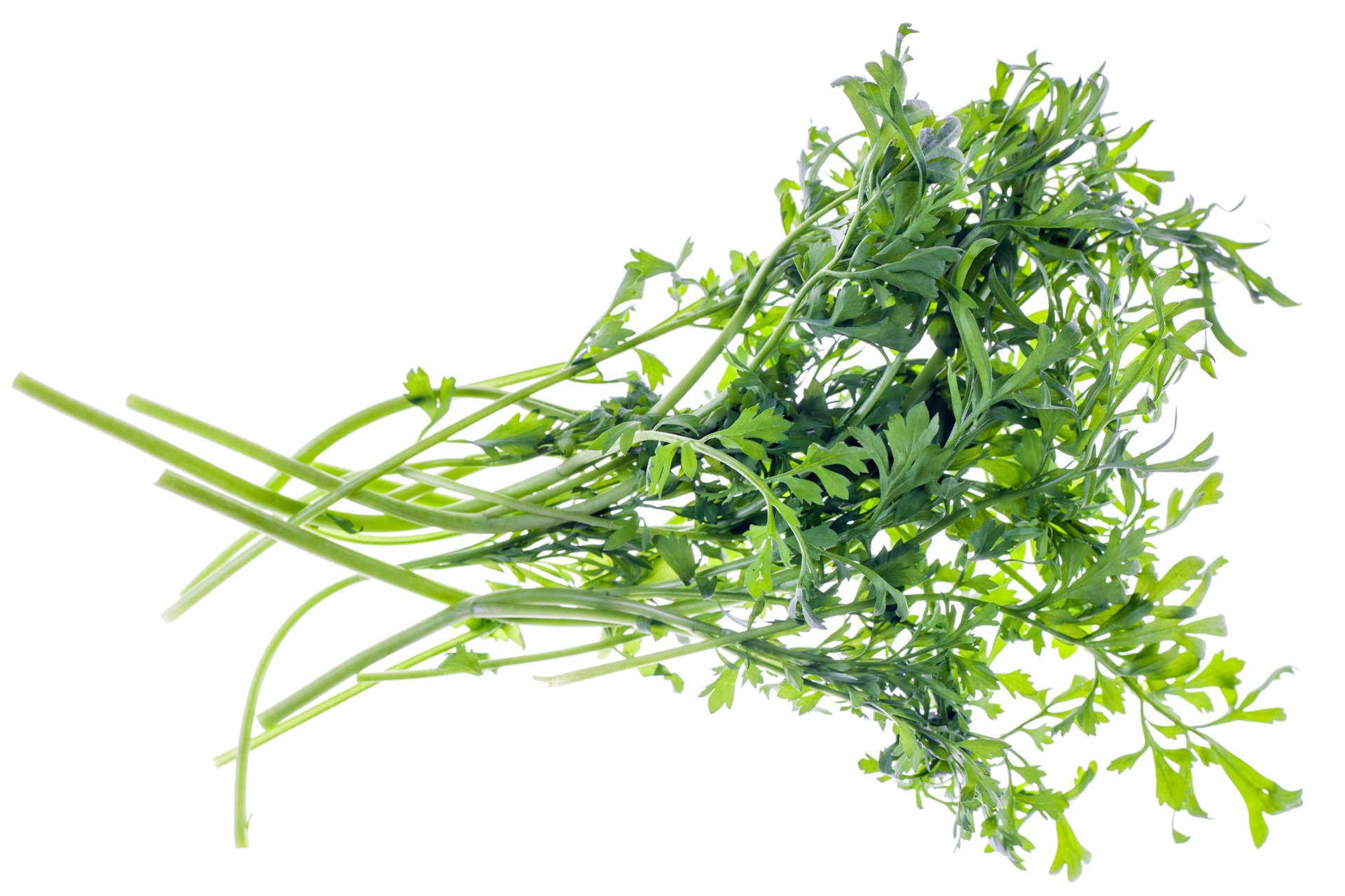 Garden cress