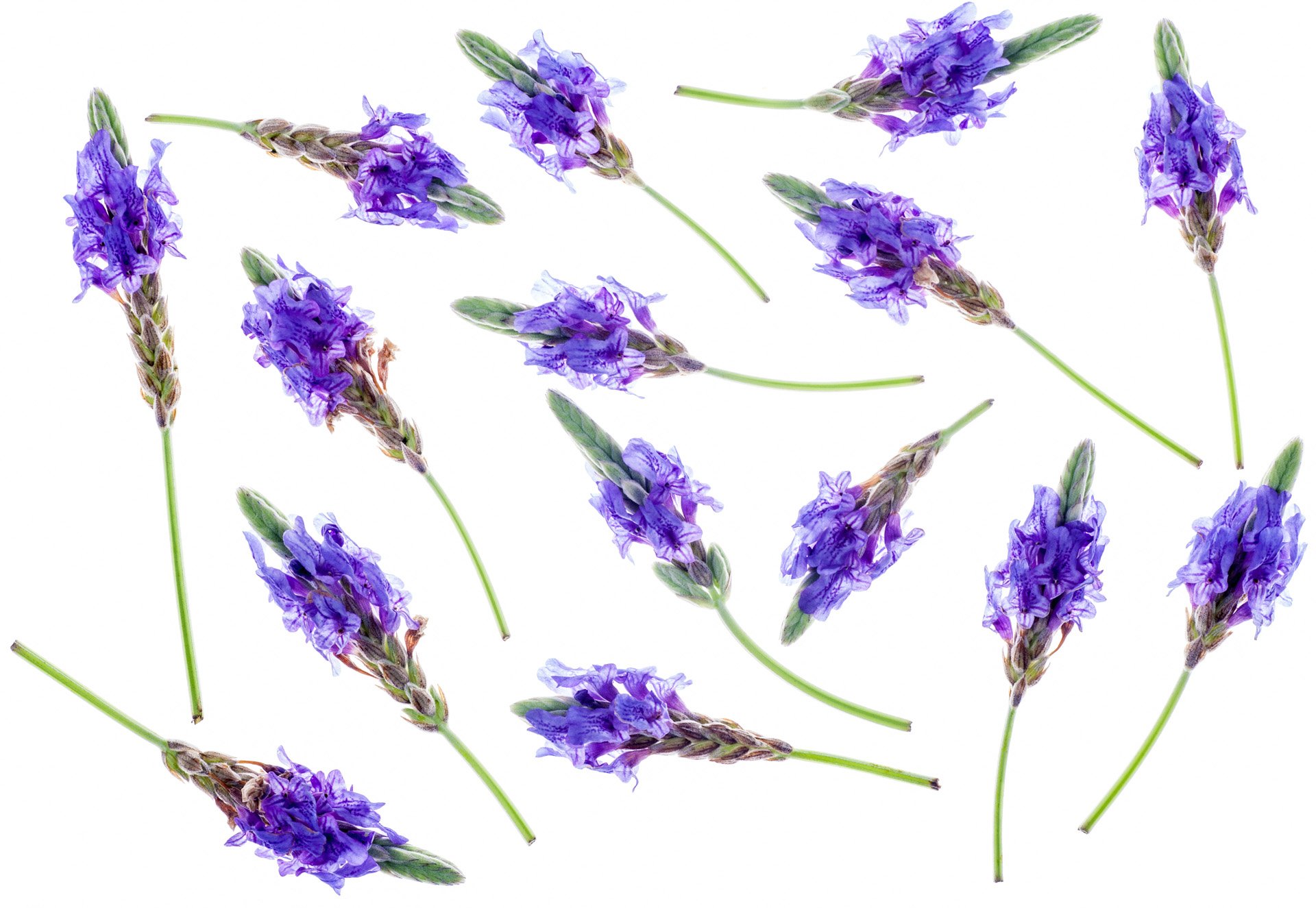 Lavender flowers