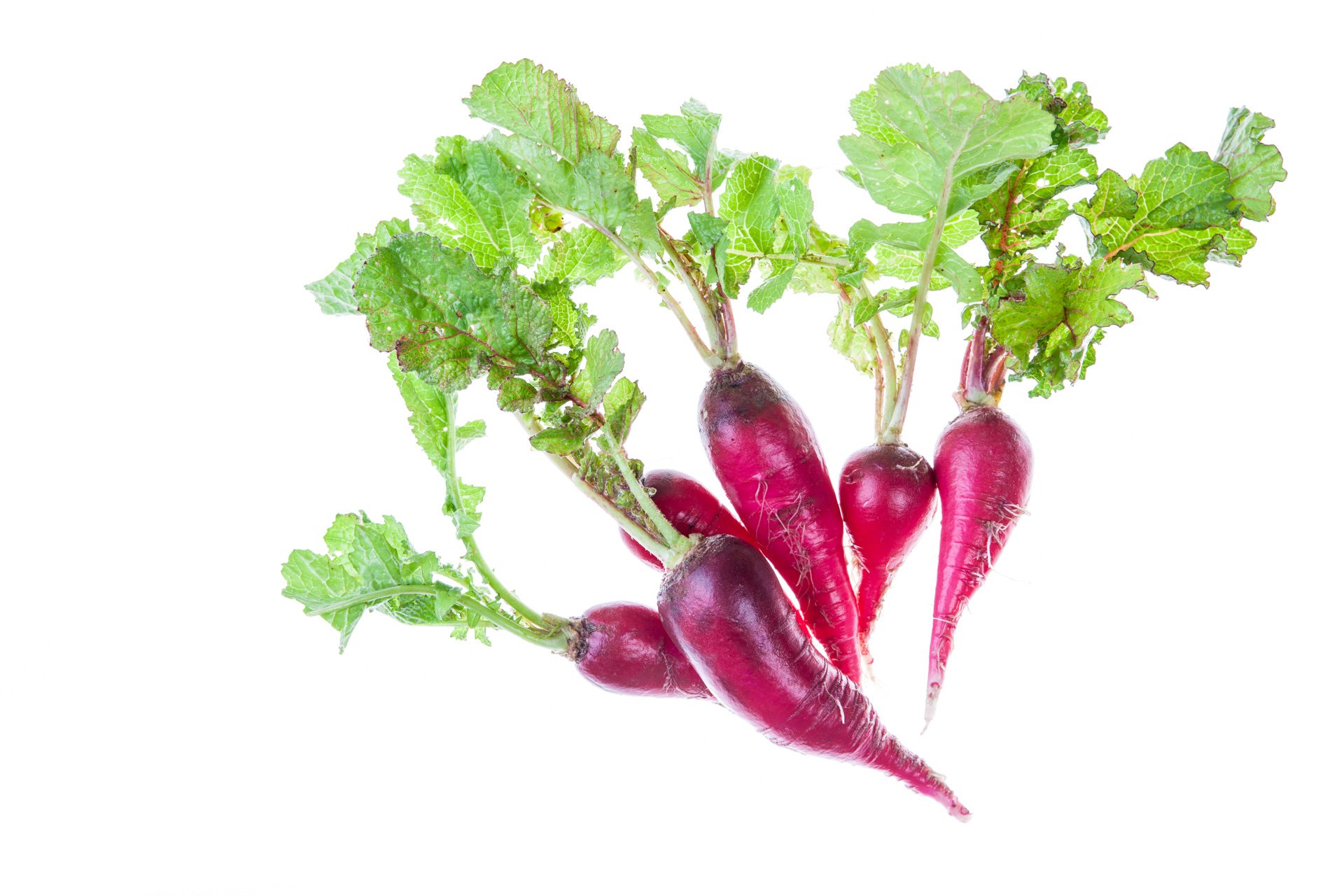 Long mini radish