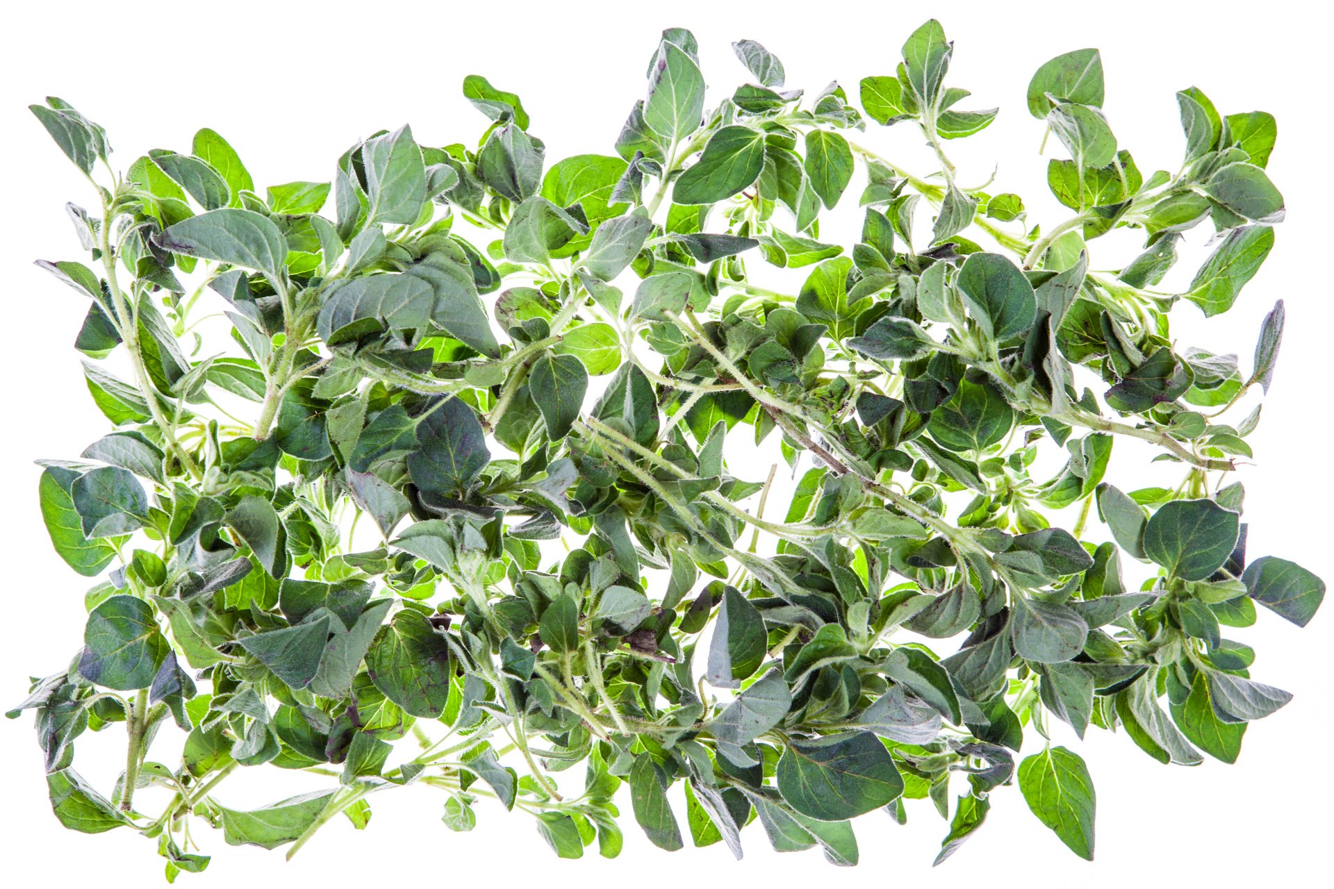 Hyssop