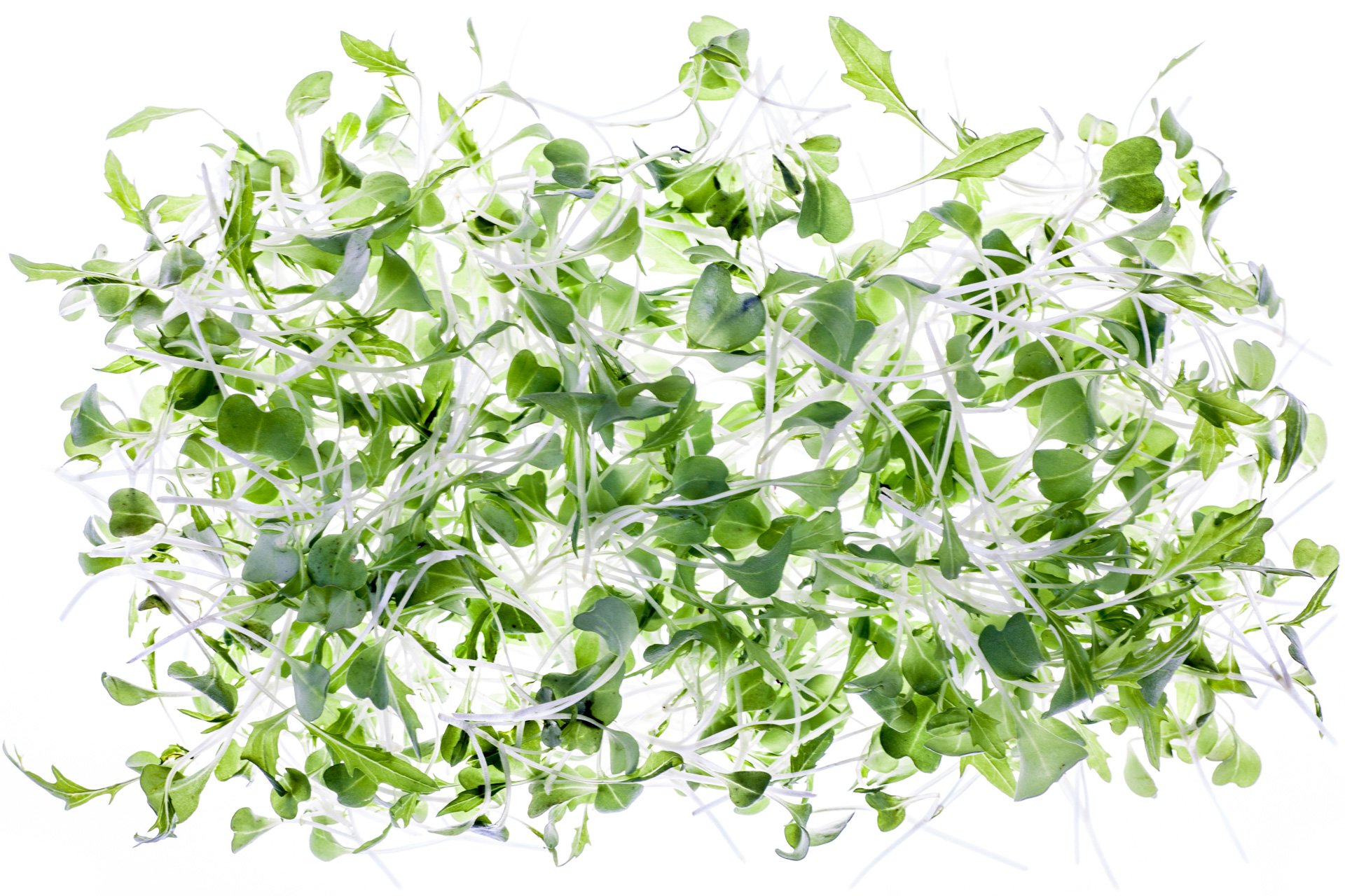 Micro green mizuna leaves