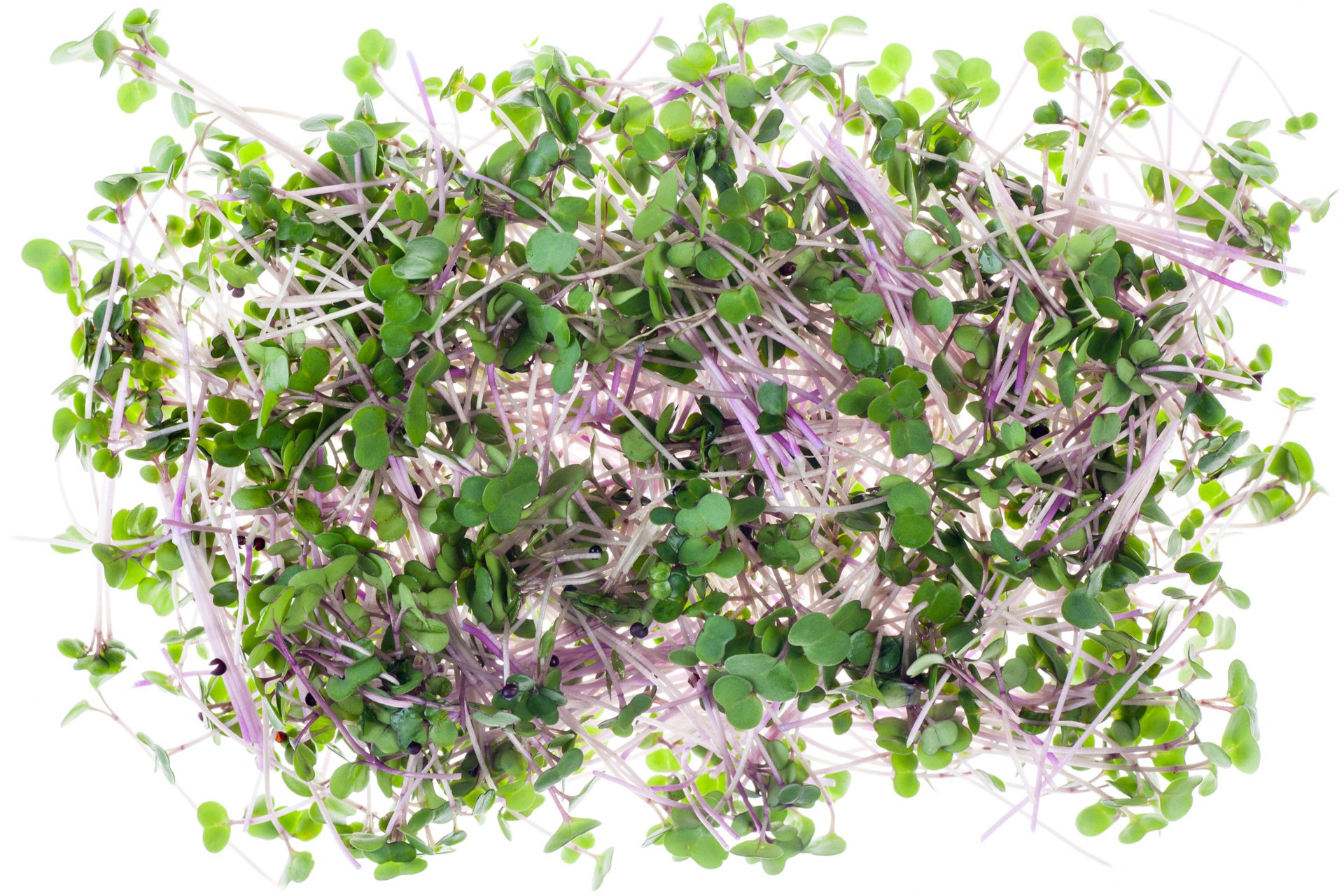 Micro mustard leaves