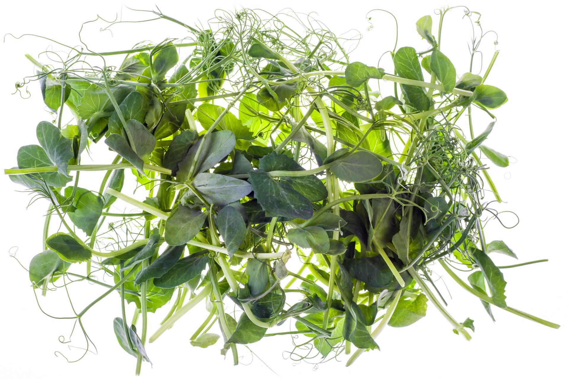 Micro pea leaves